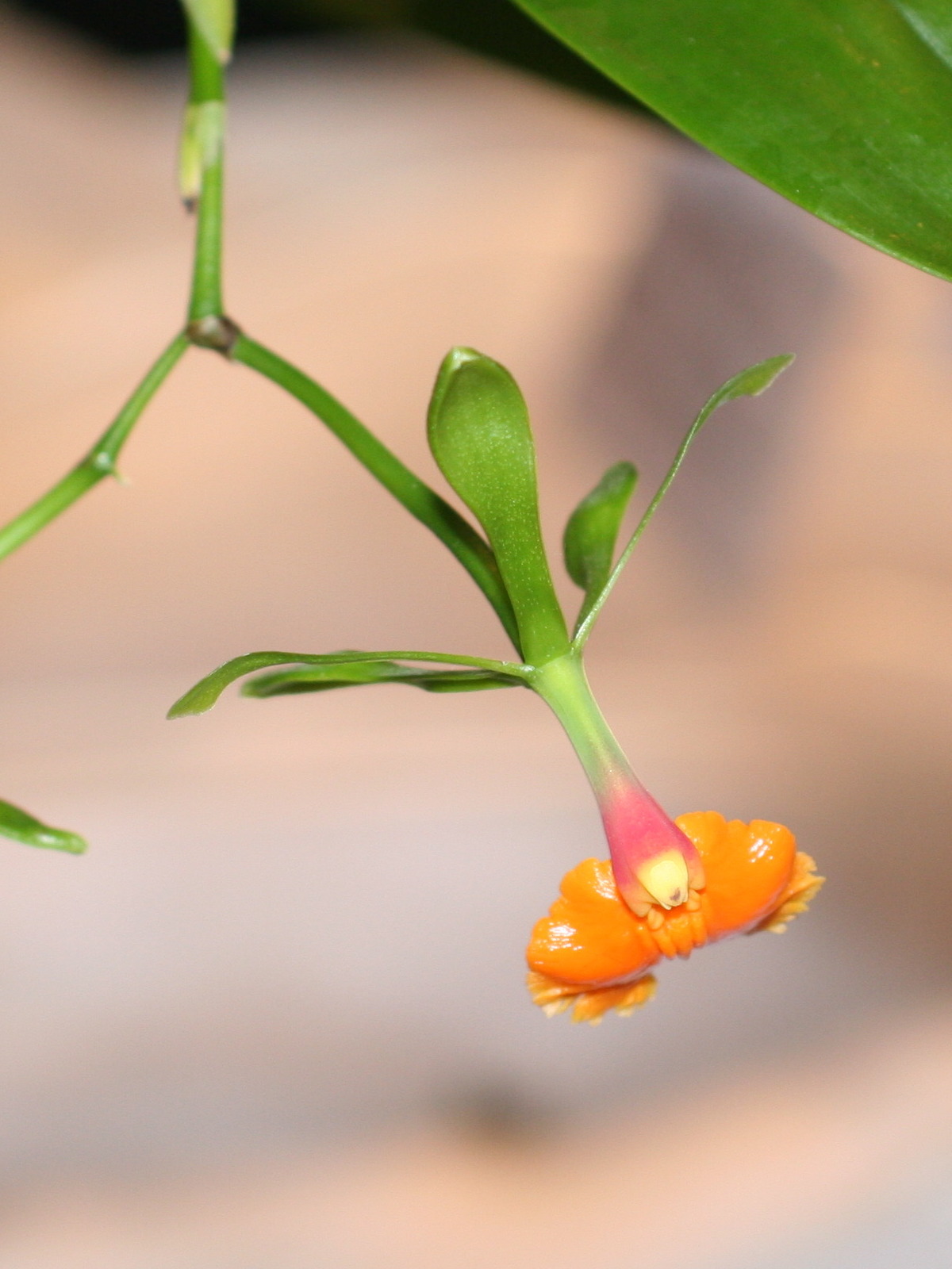 epidendrum_pseudepidendrum3md