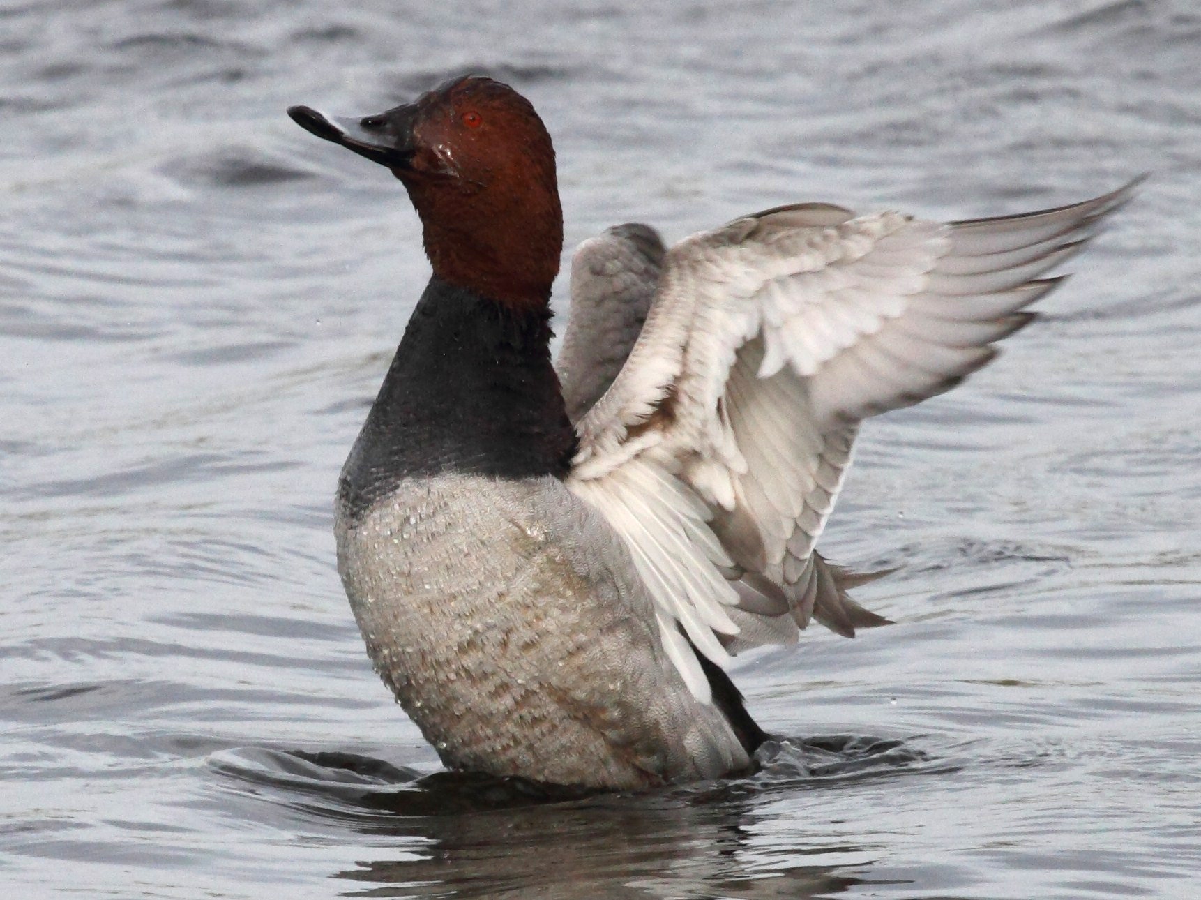 fuligule_milouin-_aythya_ferina5bd