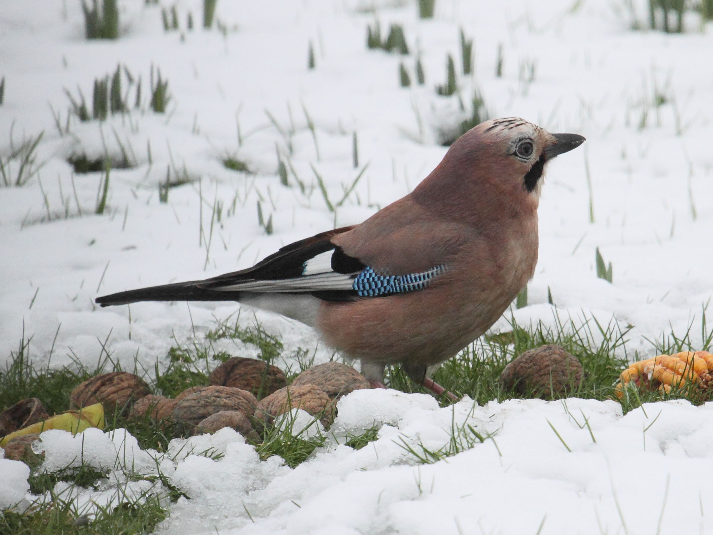 geai_des_chenes_-_garrulus_glandarius4bd