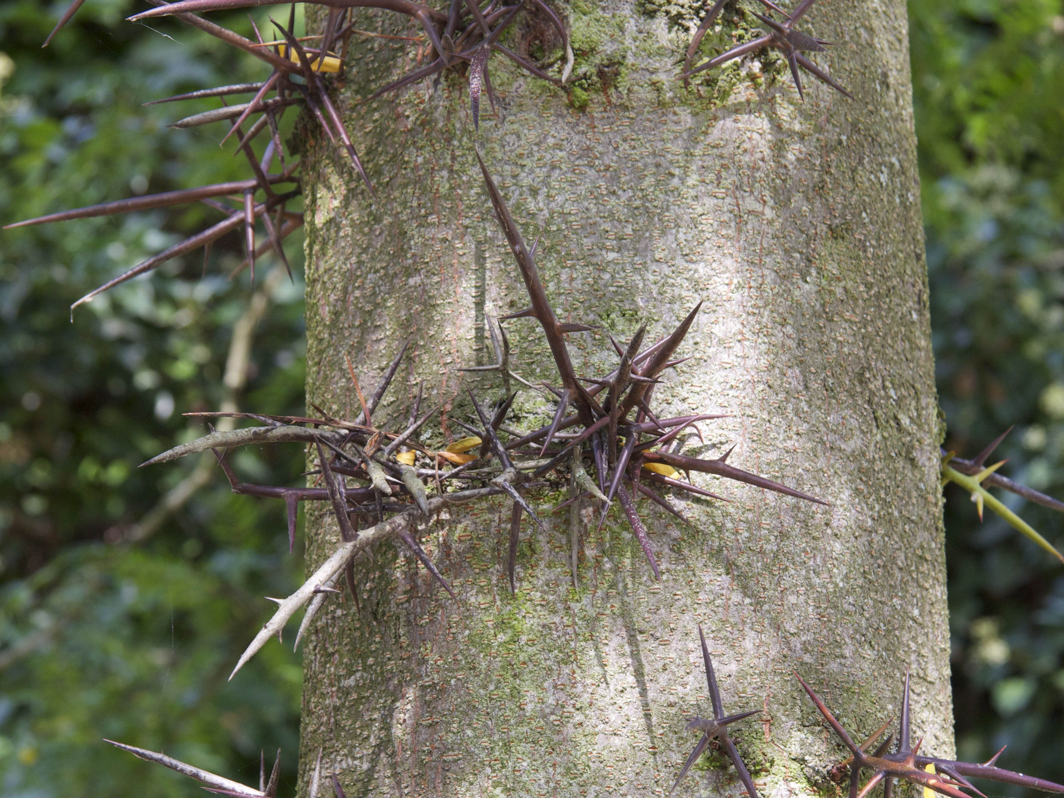 gleditsia_triacanthos9amd