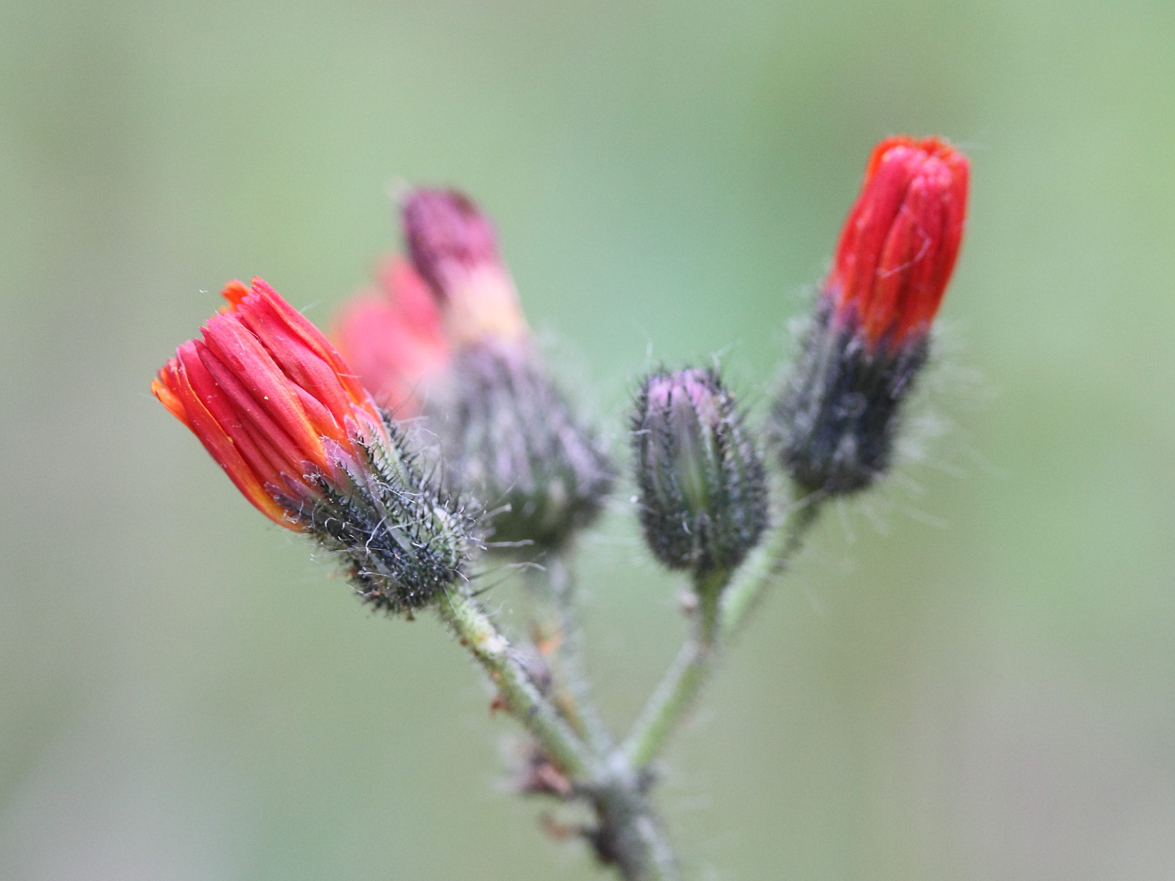 hieracium_aurantiacum5md