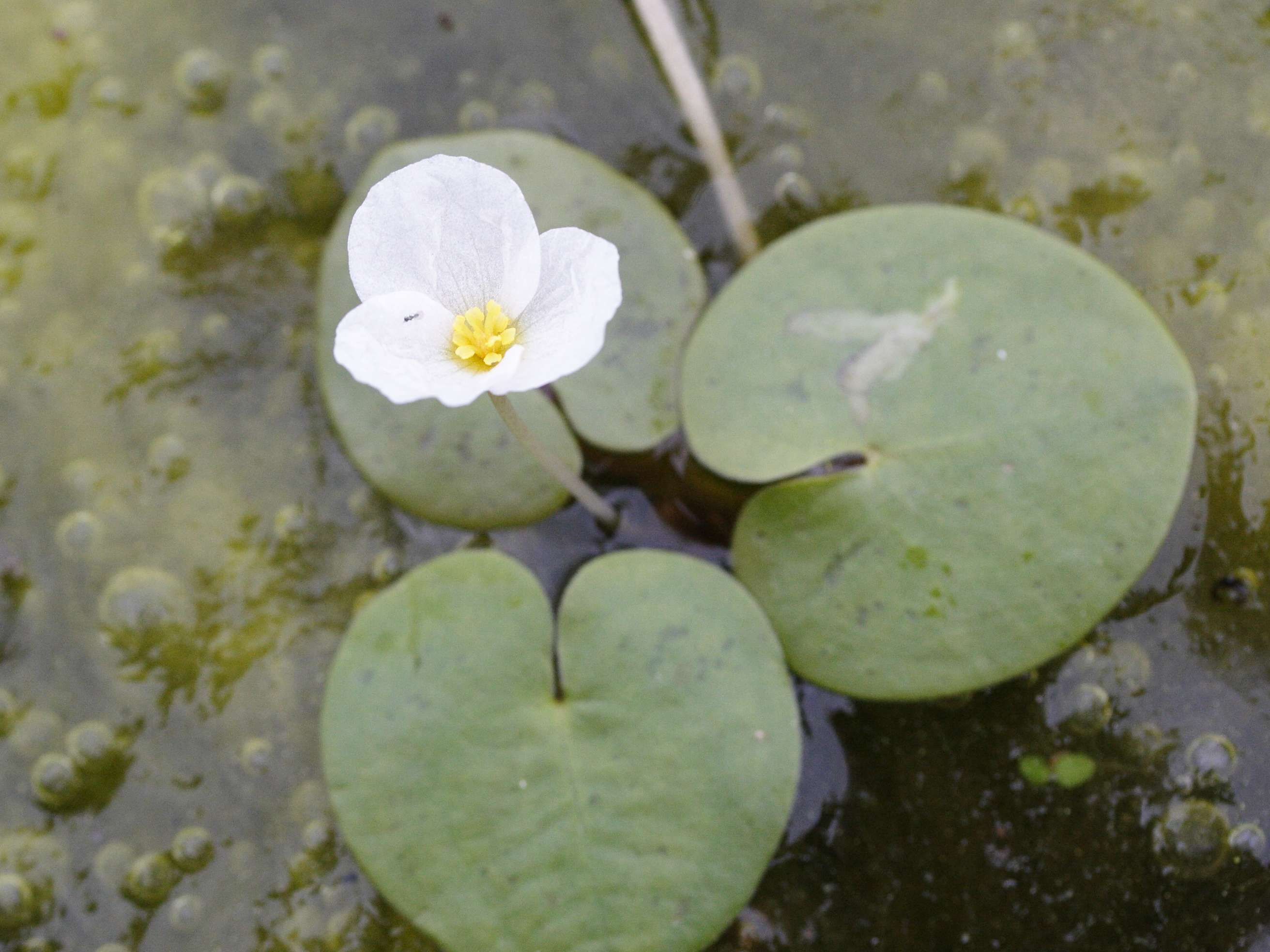 hydrocharis_morsus-ranae4amd