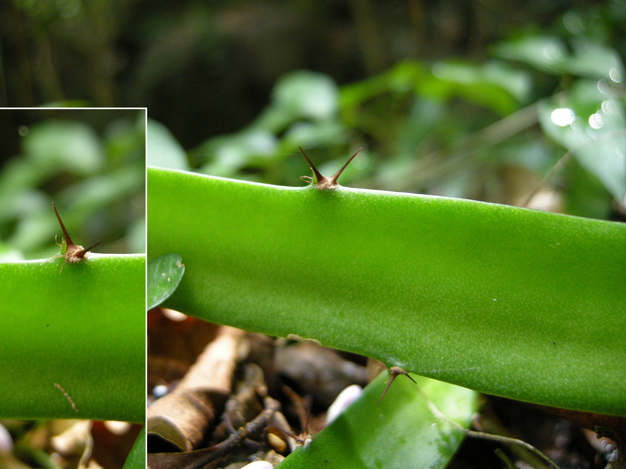 hylocereus_trigonus3md