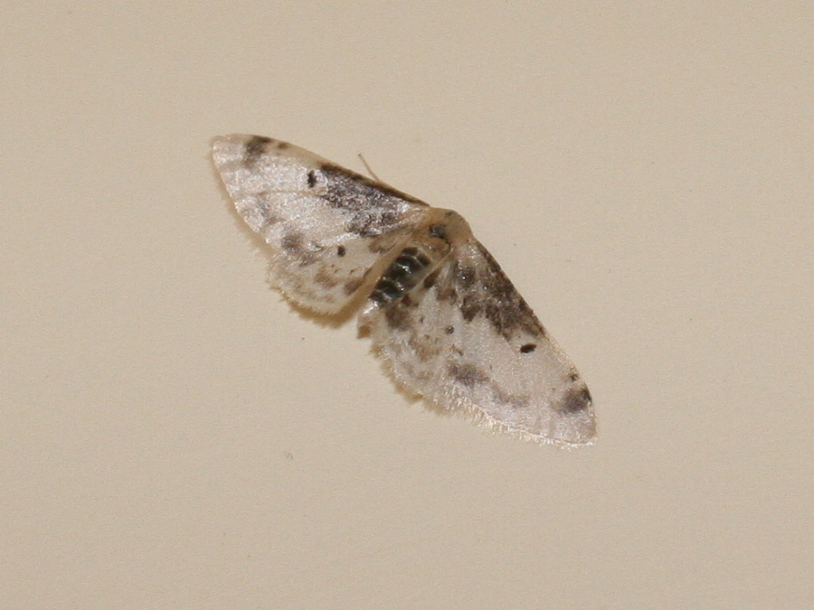 Afficher le média idaea_filicata1md idaea_filicata1md