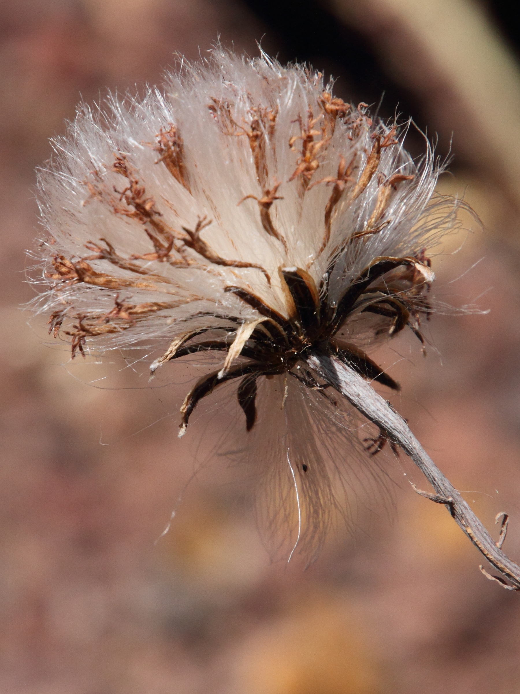 kleinia_picticaulis3md