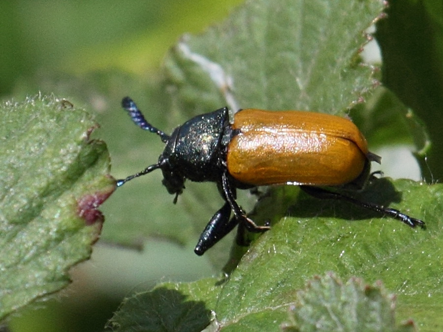 labidostomis_longimana2bd