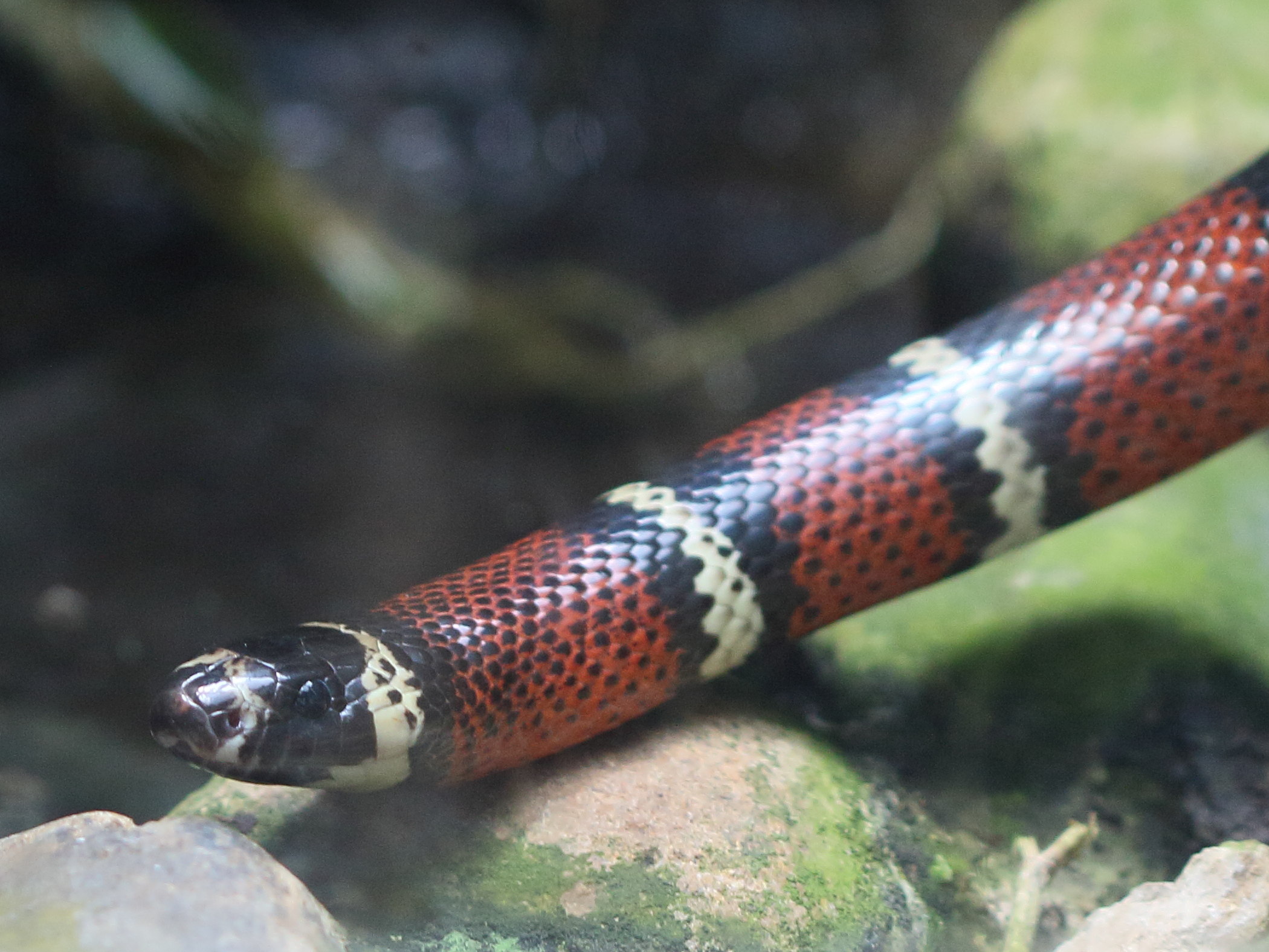 lampropeltis_triangulum_stuarti2bd