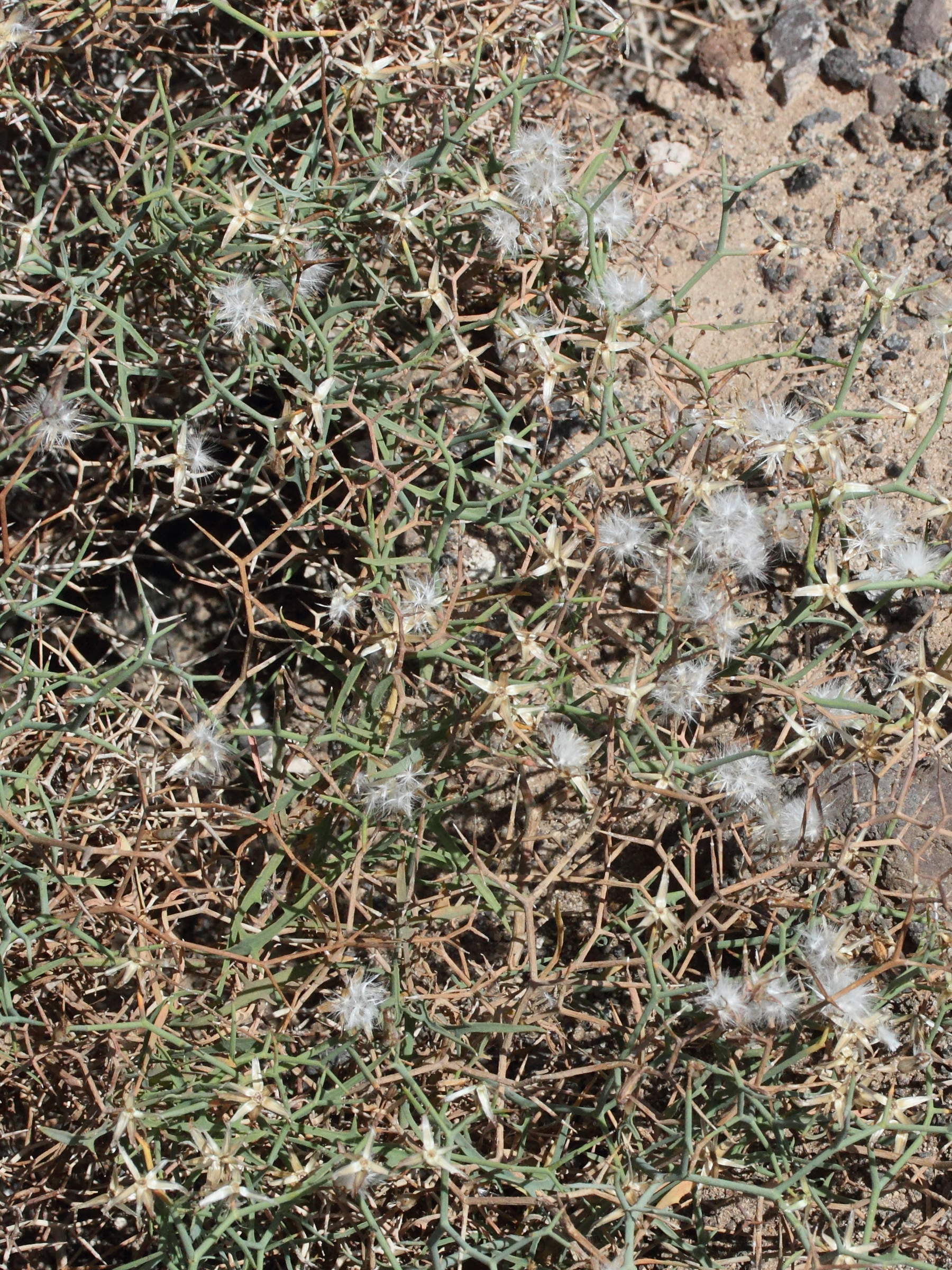 Afficher le média launaea_arborescens3md launaea_arborescens3md