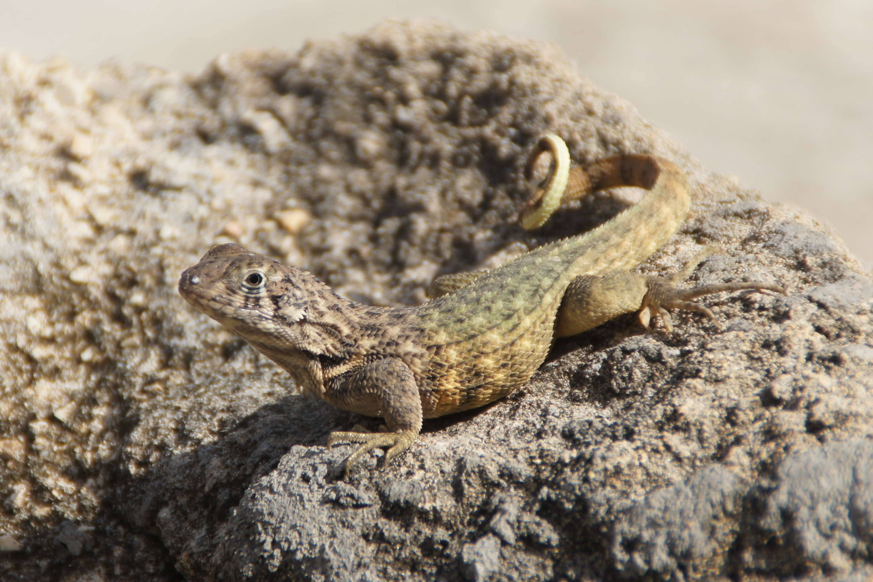 leiocephalus_carinatus3fc