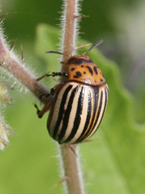 leptinotarsa_decemlineata1md