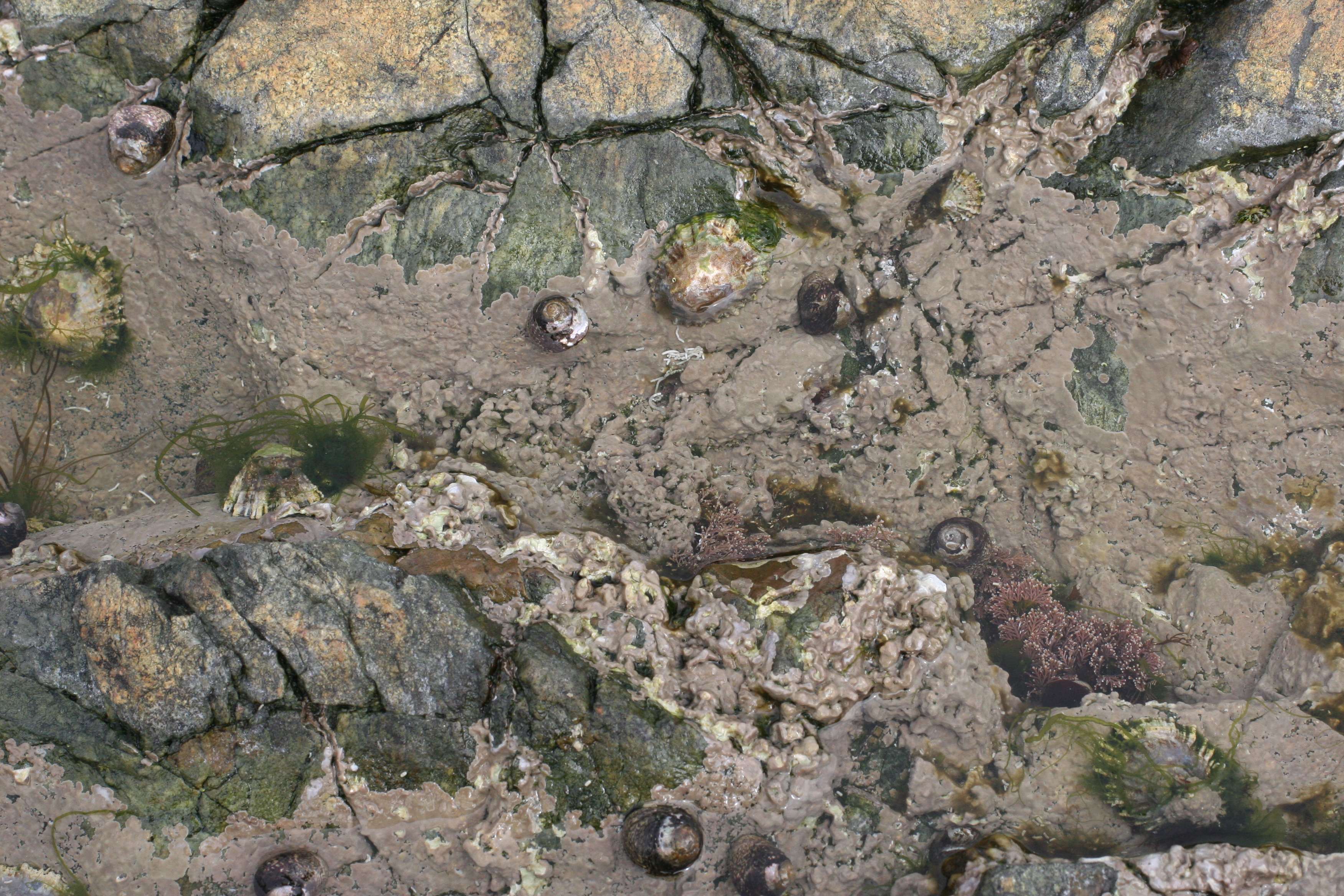 lithophyllum_incrustans3md