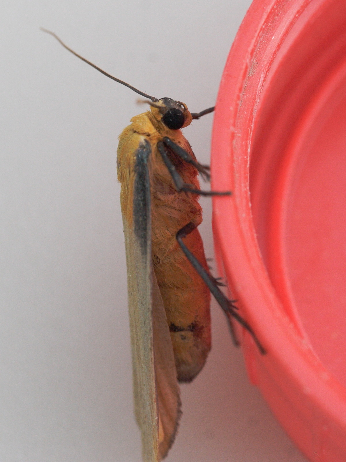 Afficher le média lithosia_quadra5md lithosia_quadra5md