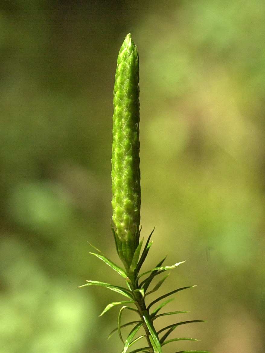 lycopodium_annotinum2md