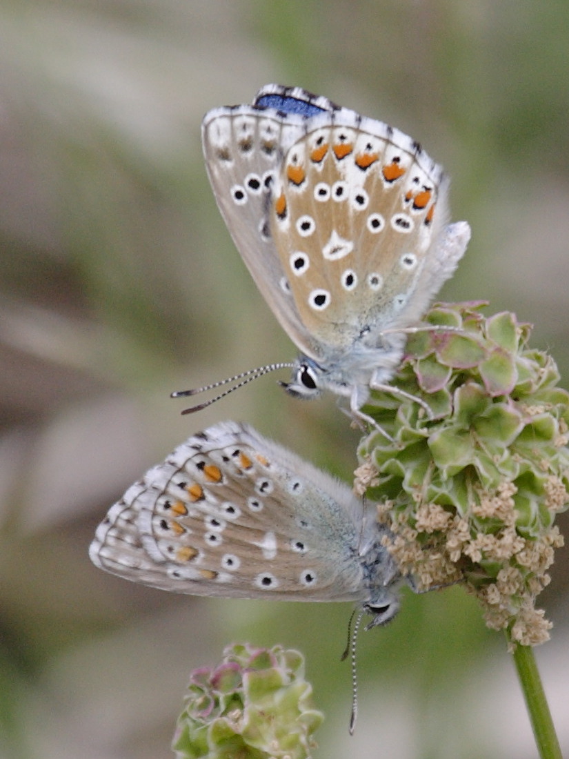 lysandra_bellargus2bd