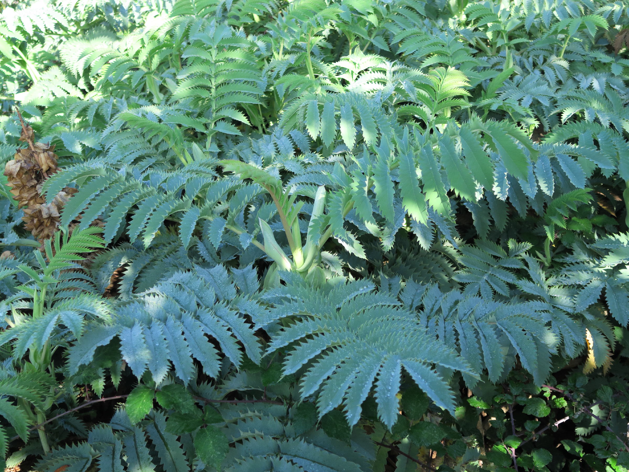 Afficher le média melianthus_major6md melianthus_major6md