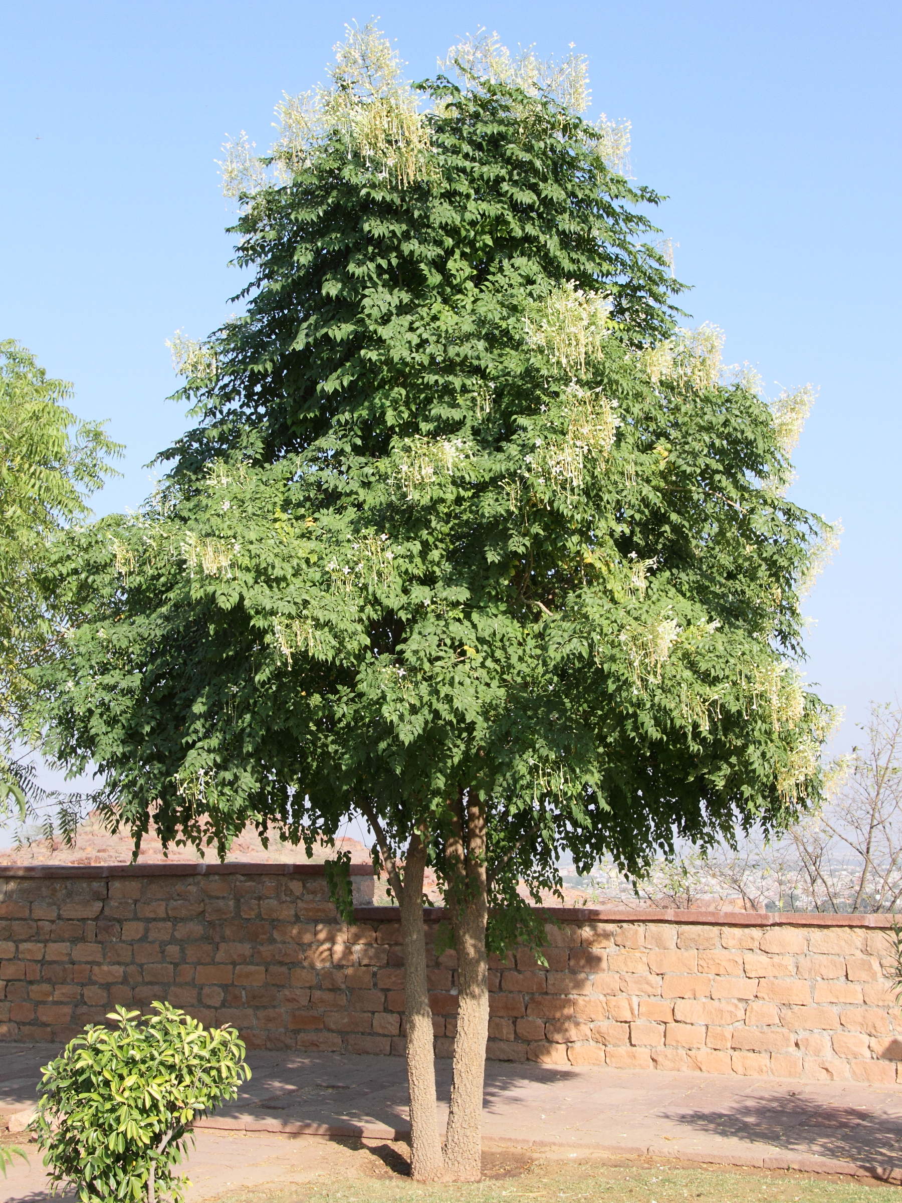 Afficher le média millingtonia_hortensis1md millingtonia_hortensis1md