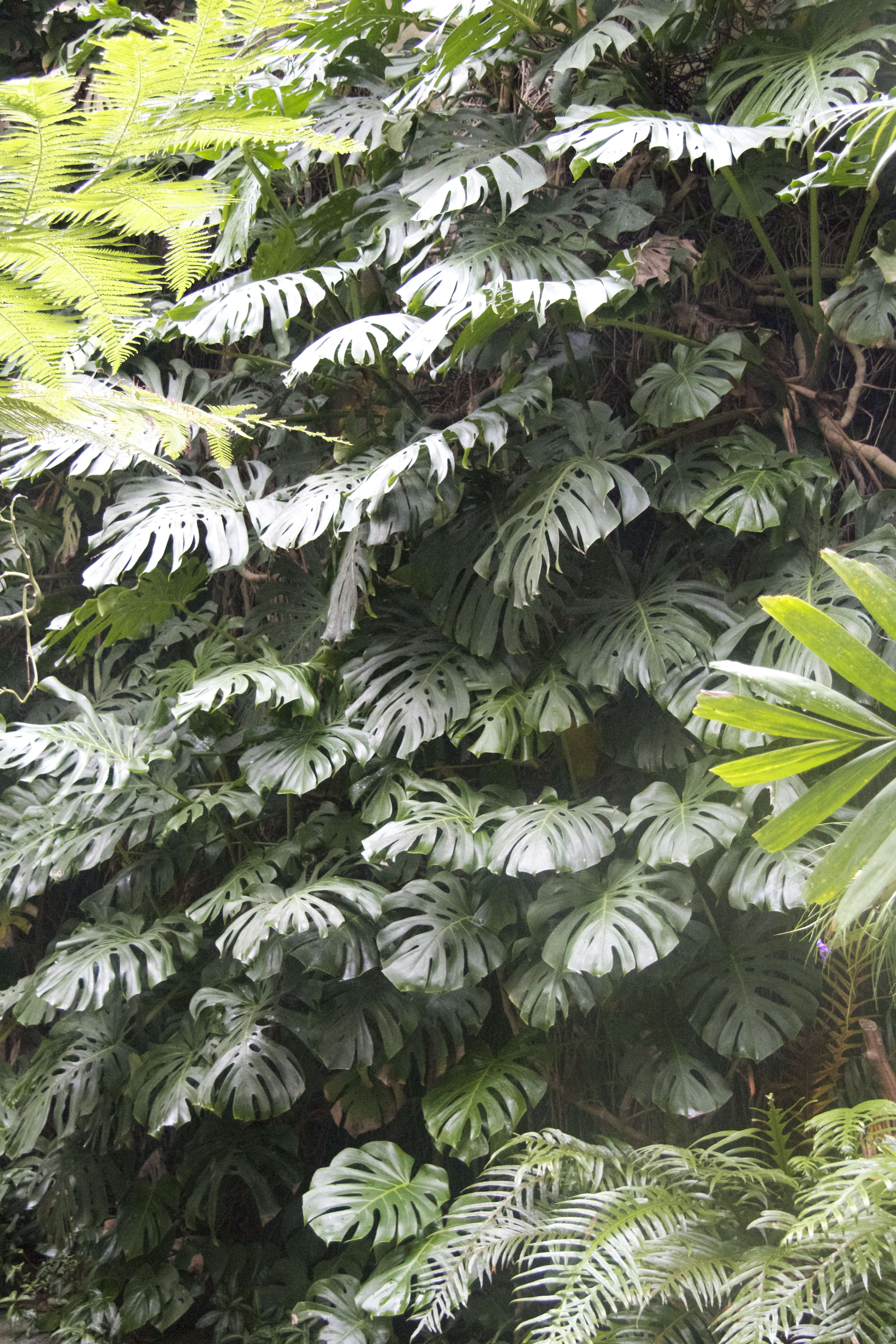 monstera_deliciosa1bd