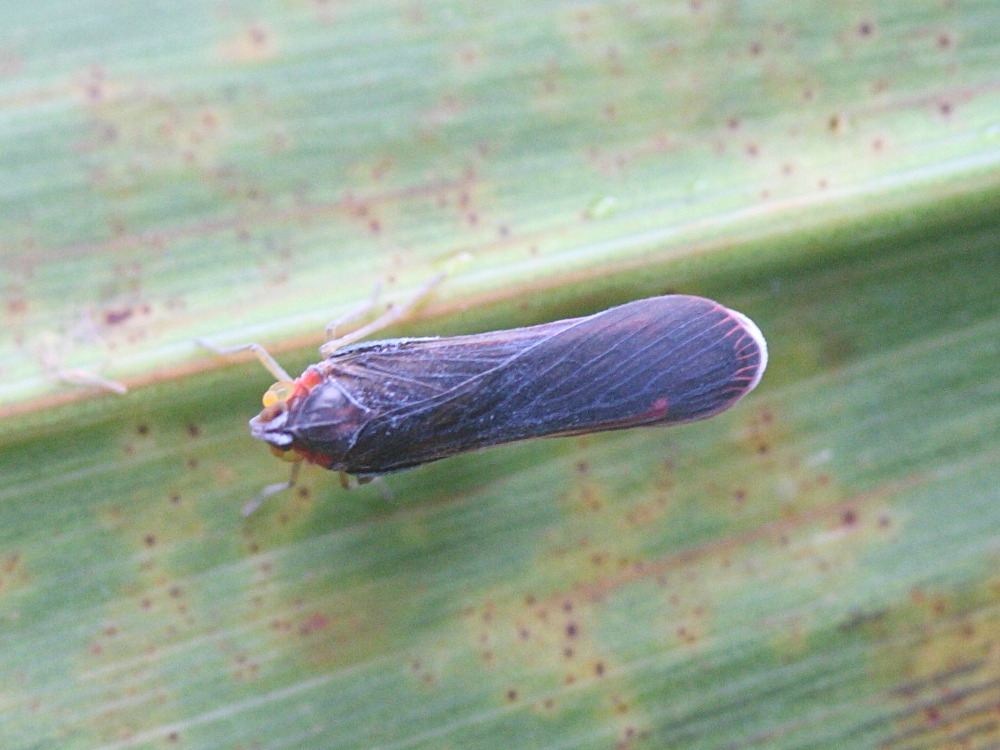 muirileguatia_borbonica2md