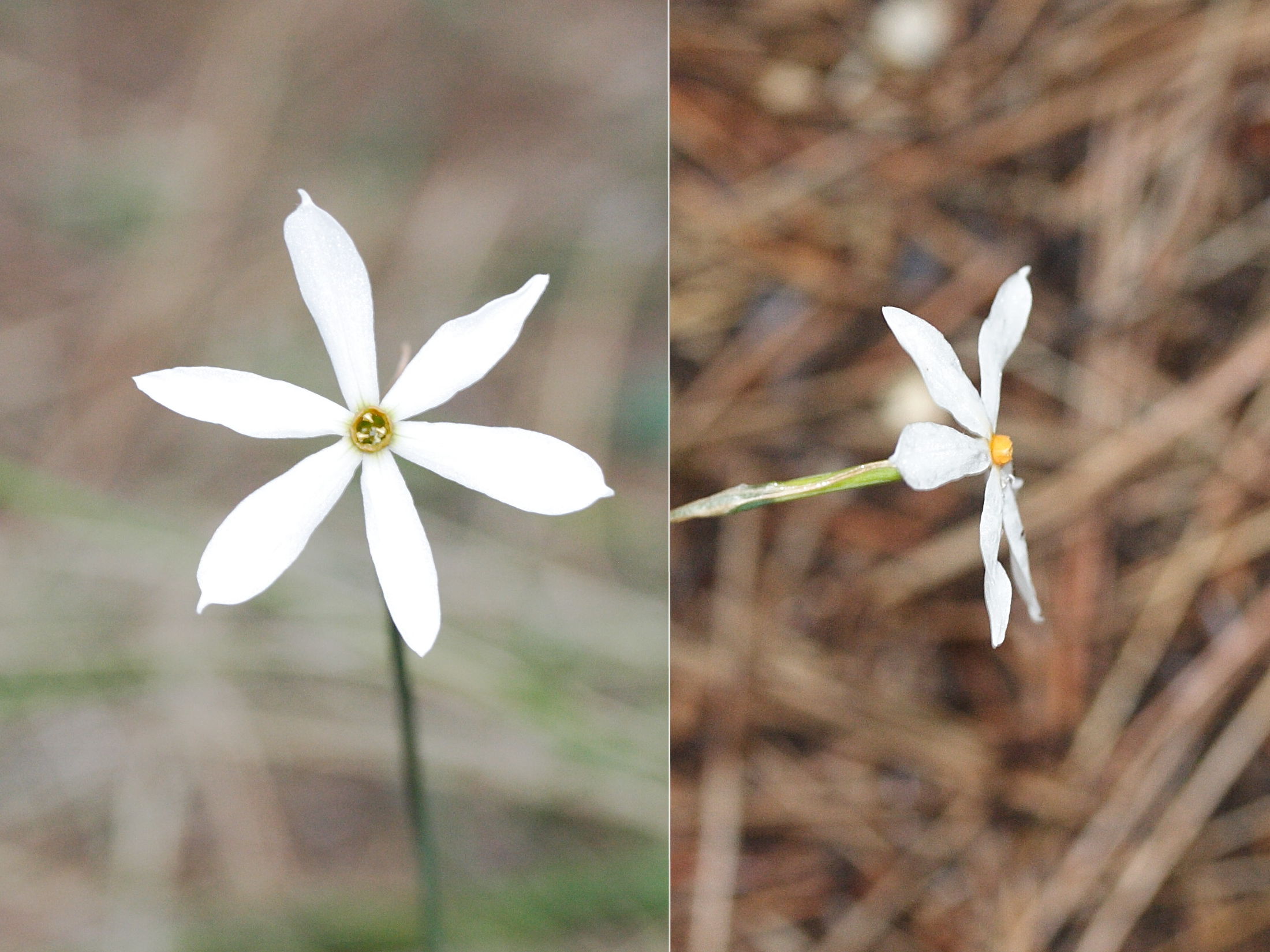 Afficher le média narcissus_serotinus1md narcissus_serotinus1md