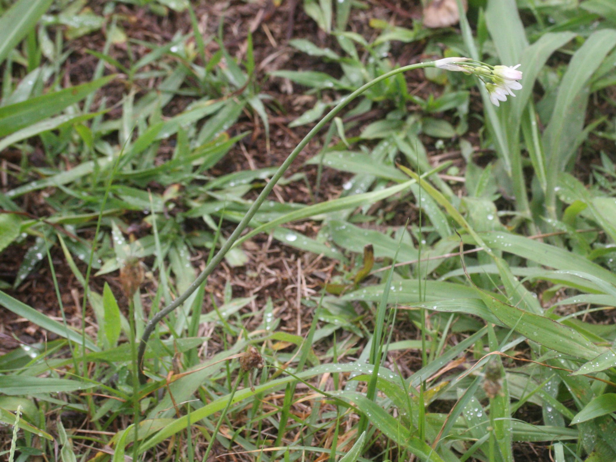 nothoscordum_gracile1md