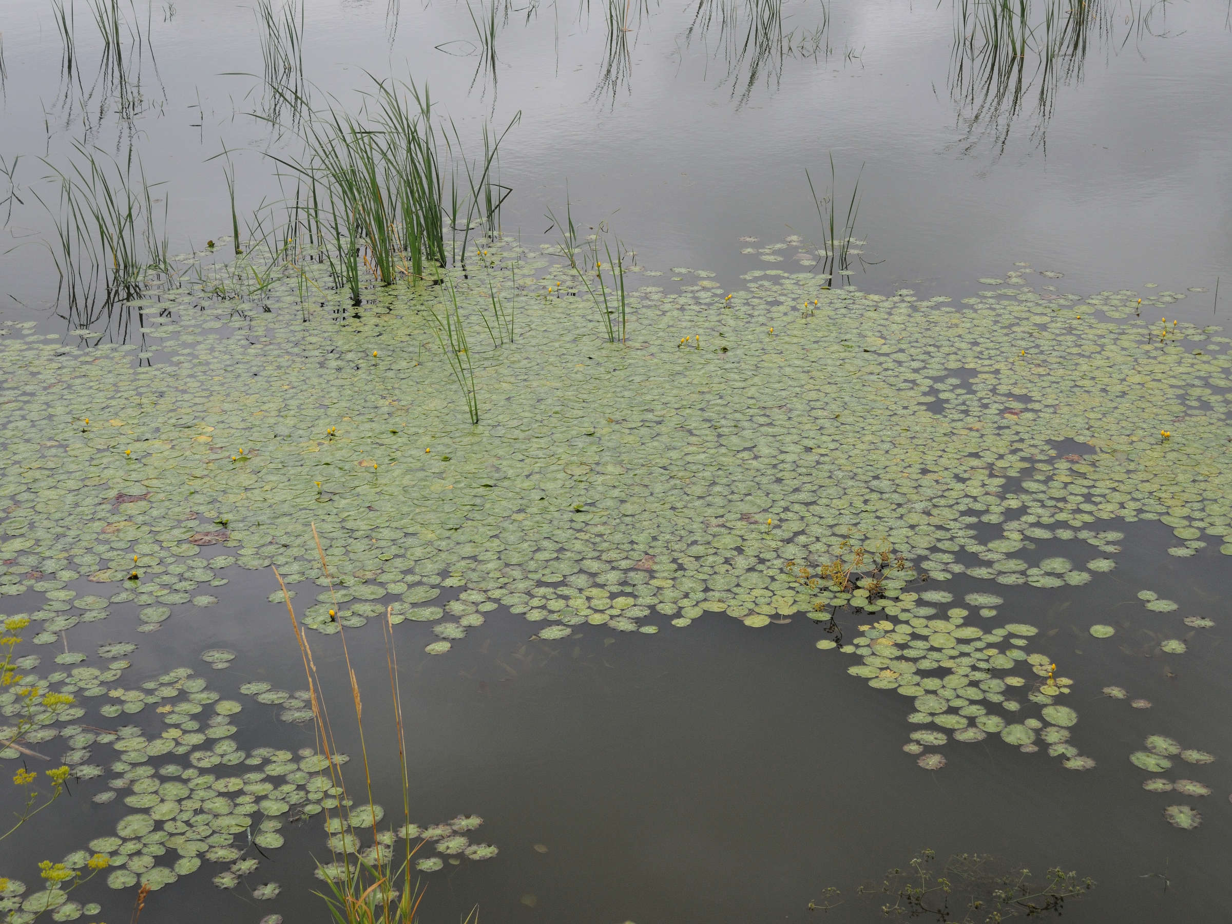 nymphoides_peltata5md