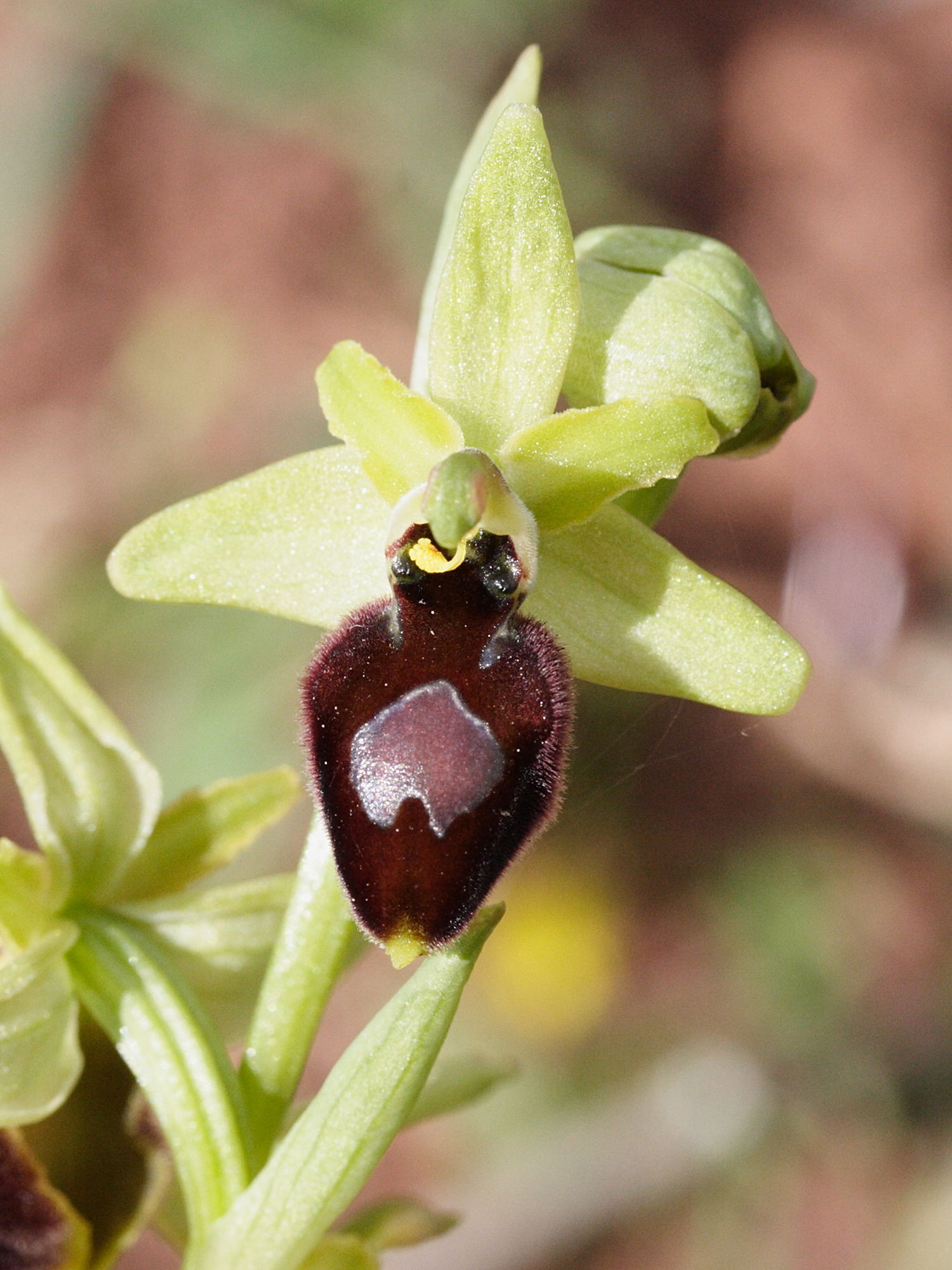 Afficher le média ophrys_arachnitiformis8md ophrys_arachnitiformis8md