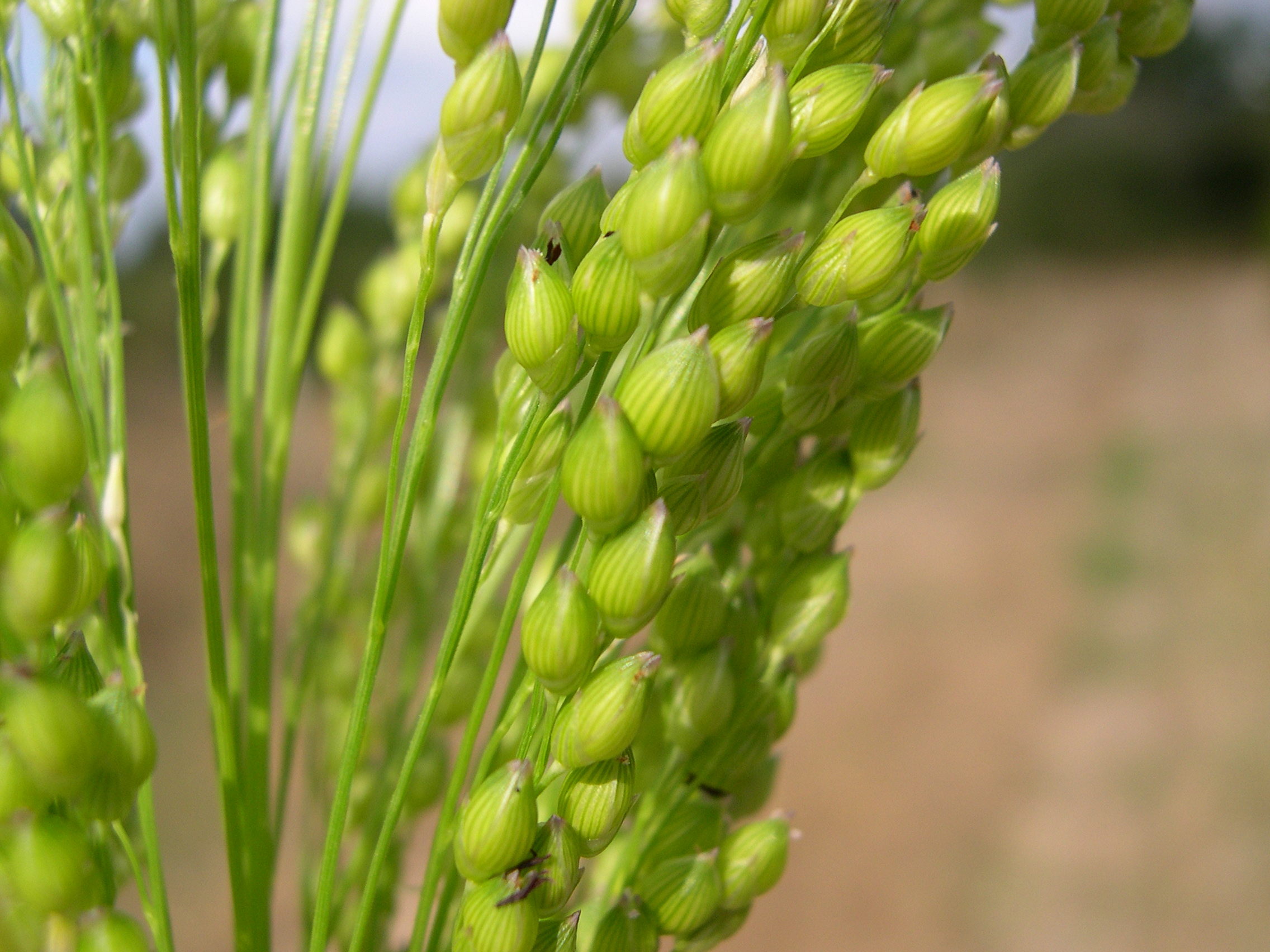 Afficher le média panicum_miliaceum4md panicum_miliaceum4md