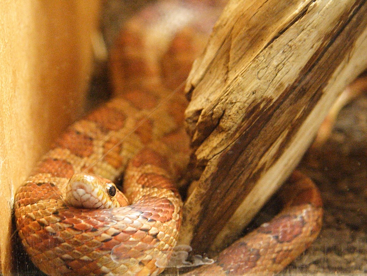 Afficher le média pantherophis_guttatus4md pantherophis_guttatus4md