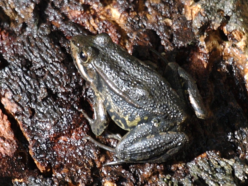 pelophylax_bergeri2bd