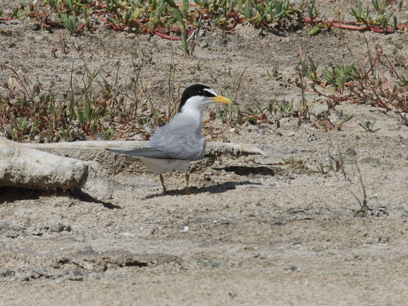 petite_sterne_-_sterna_antillarum2bd