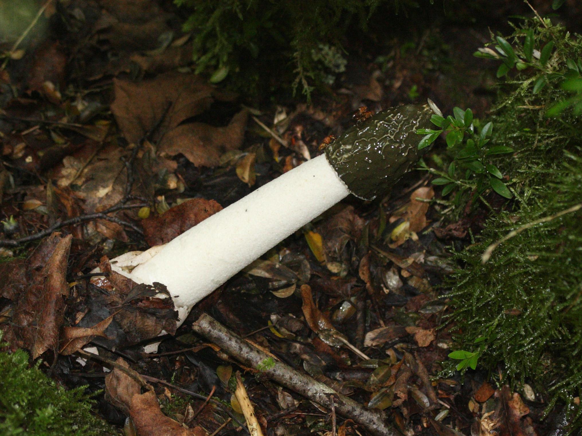 phallus_impudicus4md