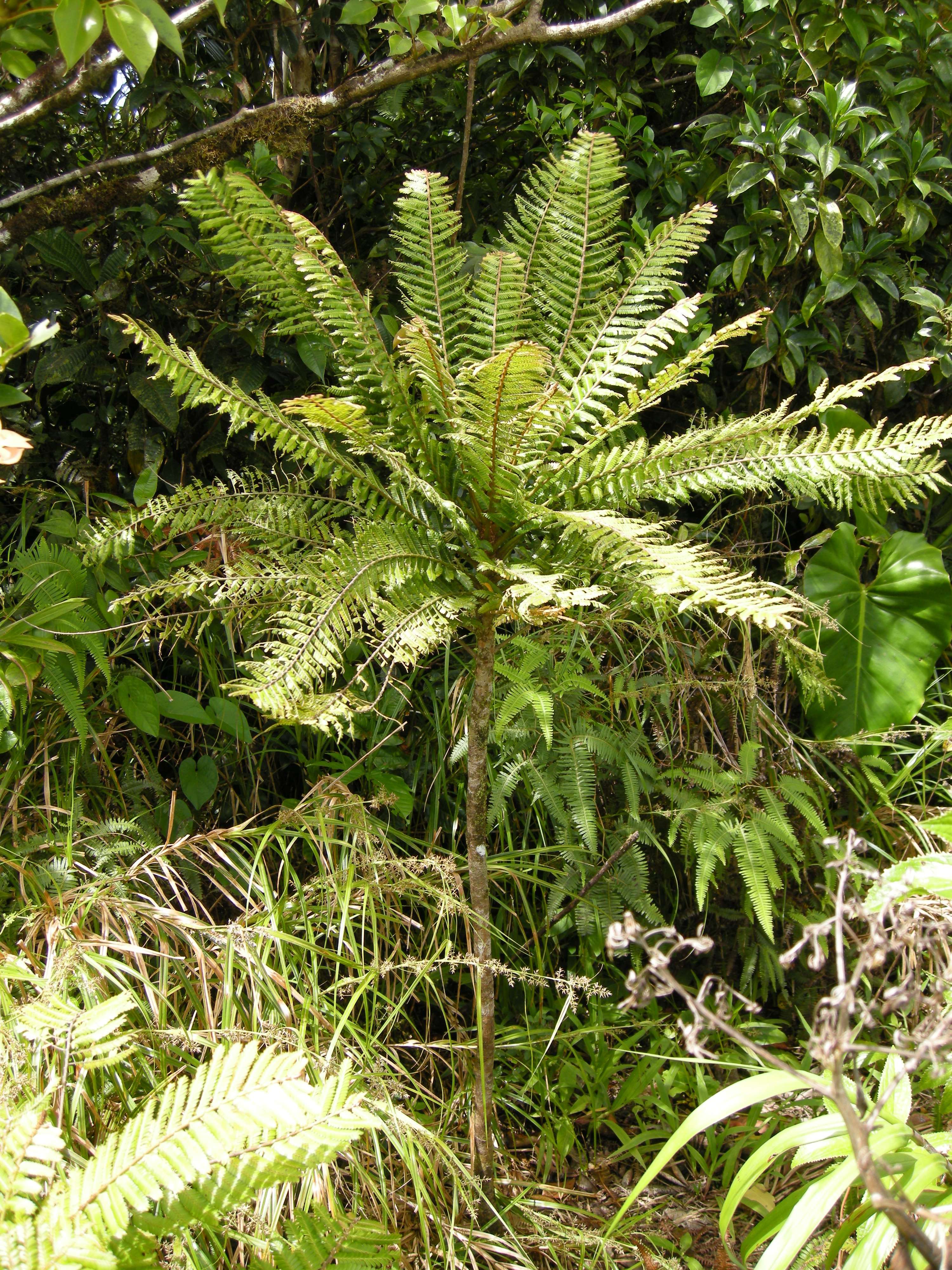 phyllanthus_mimosoides5md