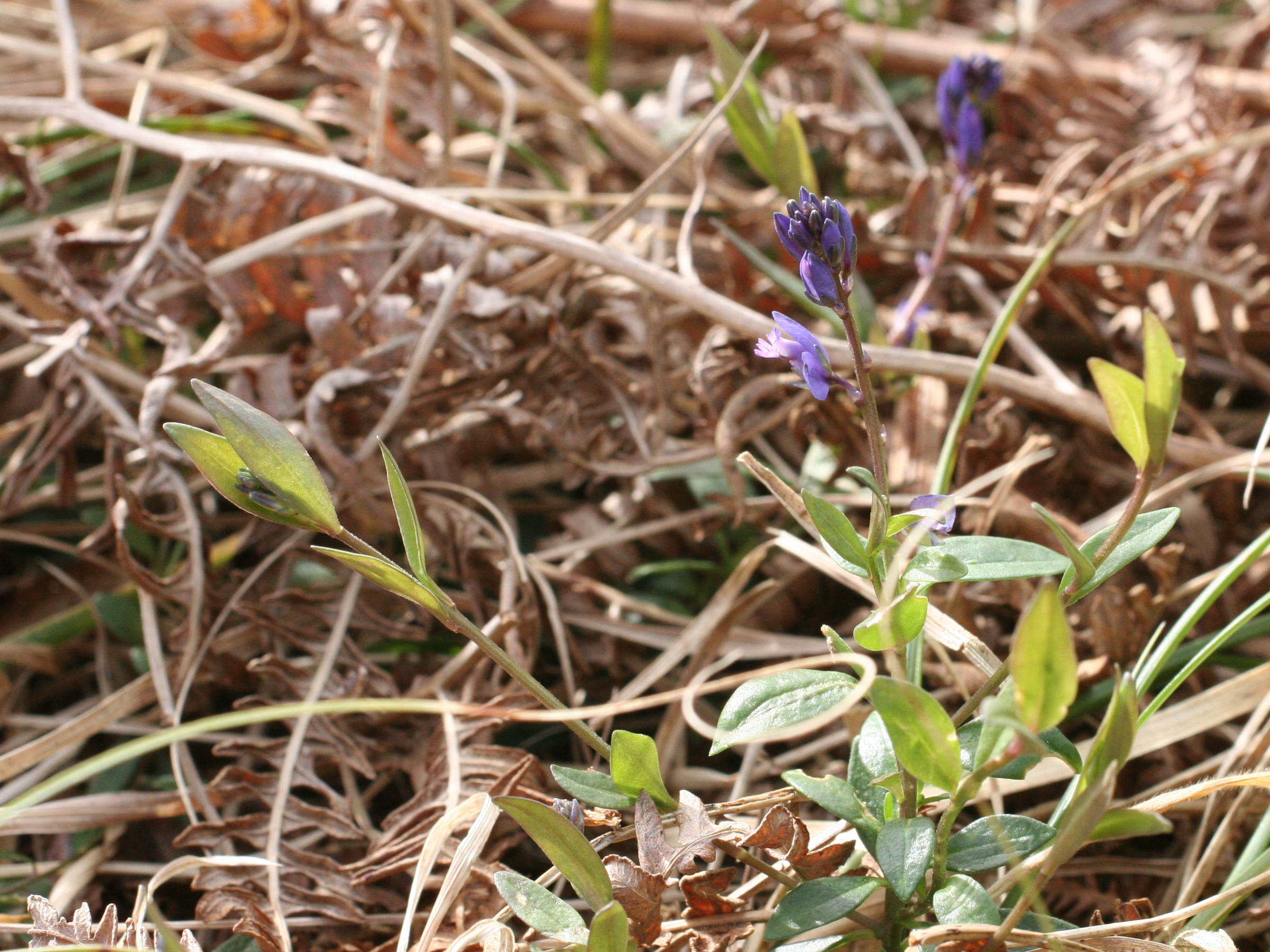 Afficher le média polygala_serpyllifolia1md polygala_serpyllifolia1md