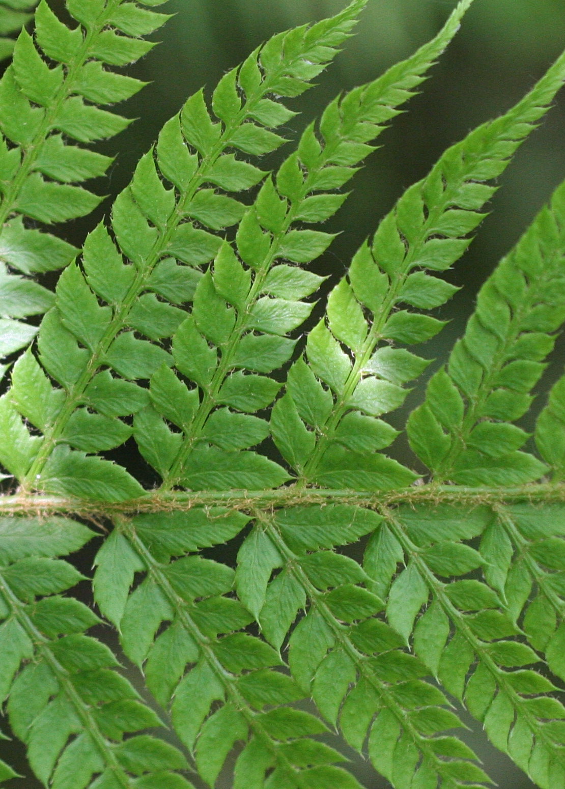 Afficher le média polystichum_x_bicknellii4md polystichum_x_bicknellii4md