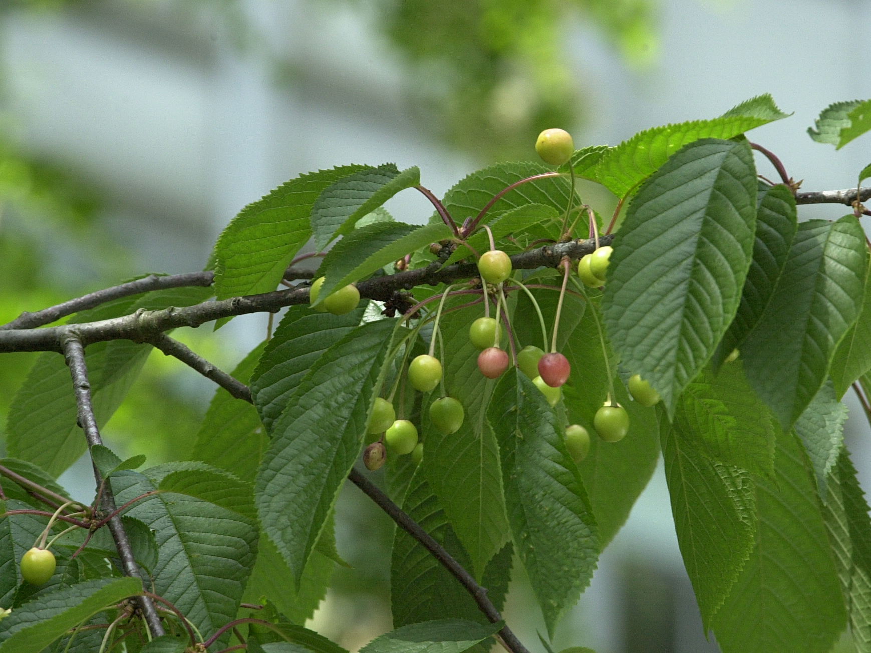 Afficher le média prunus_avium7md prunus_avium7md