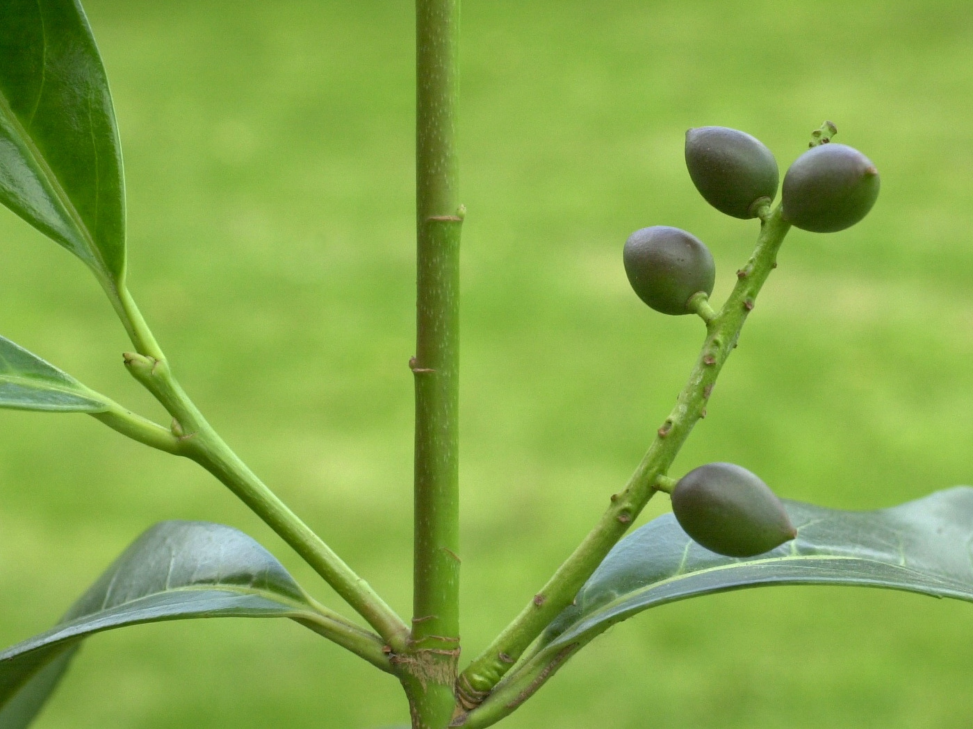 prunus_laurocerasus4md