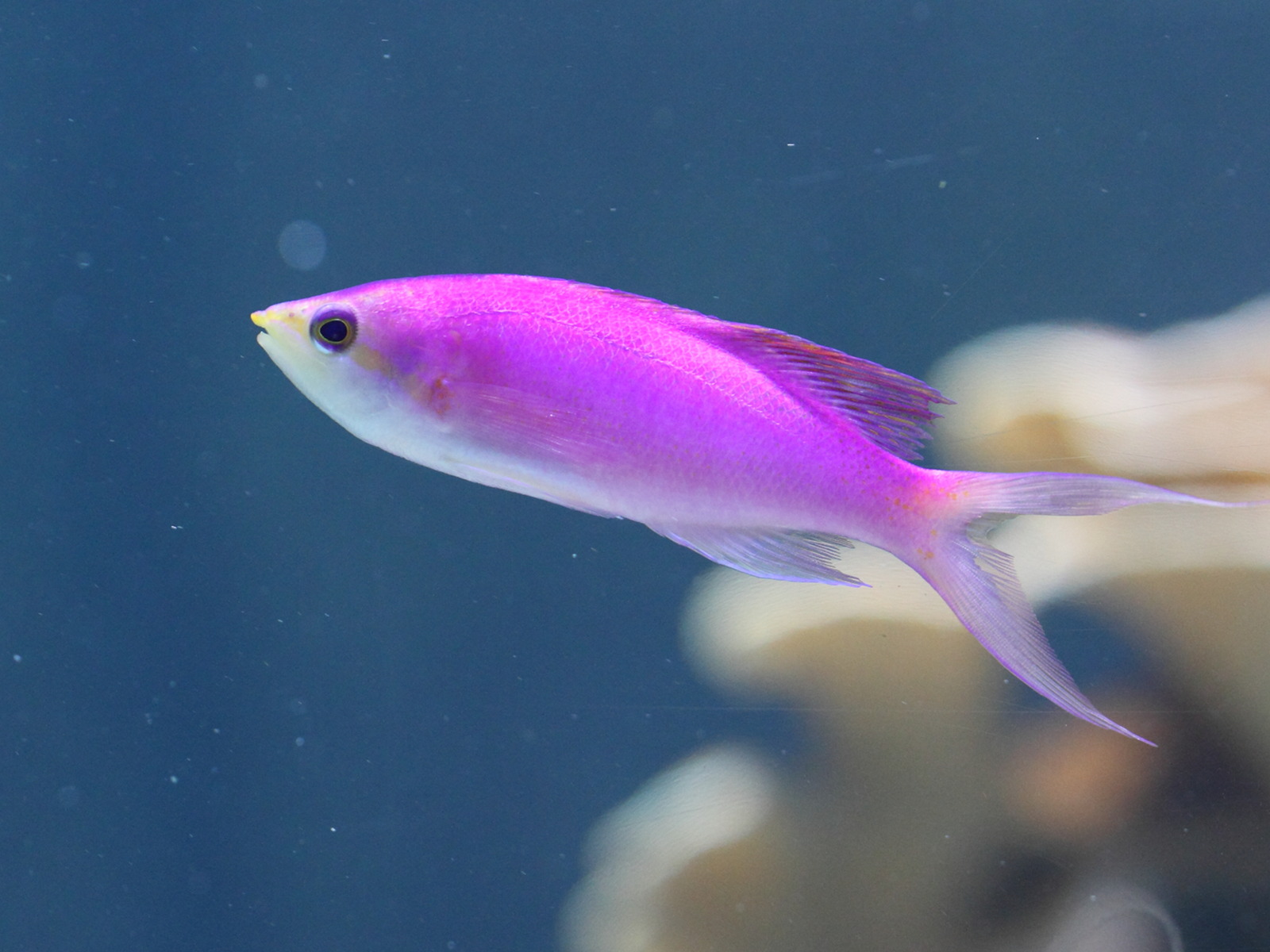 pseudanthias_tuka1bd