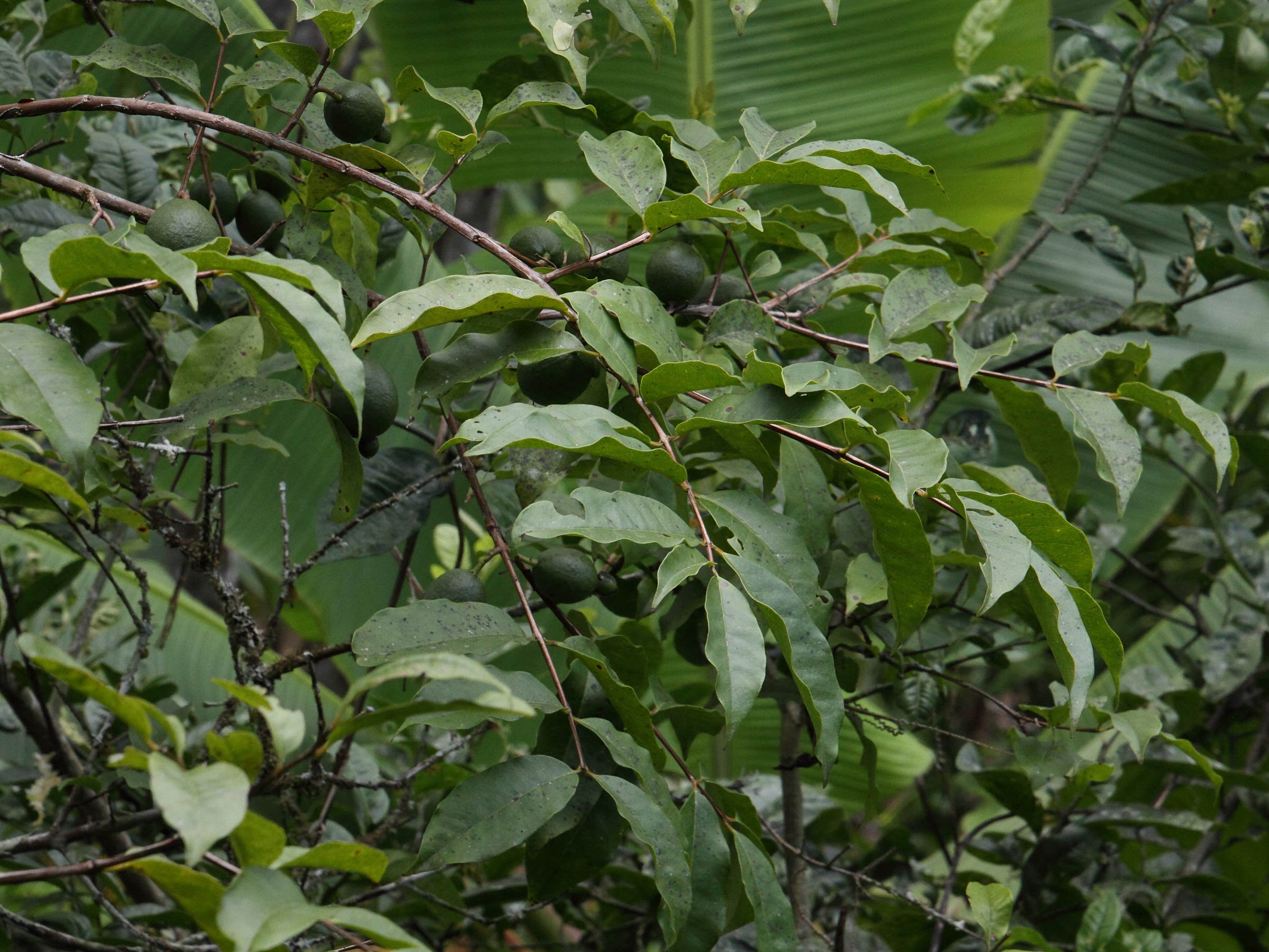 psidium_friedrichsthalianum3md