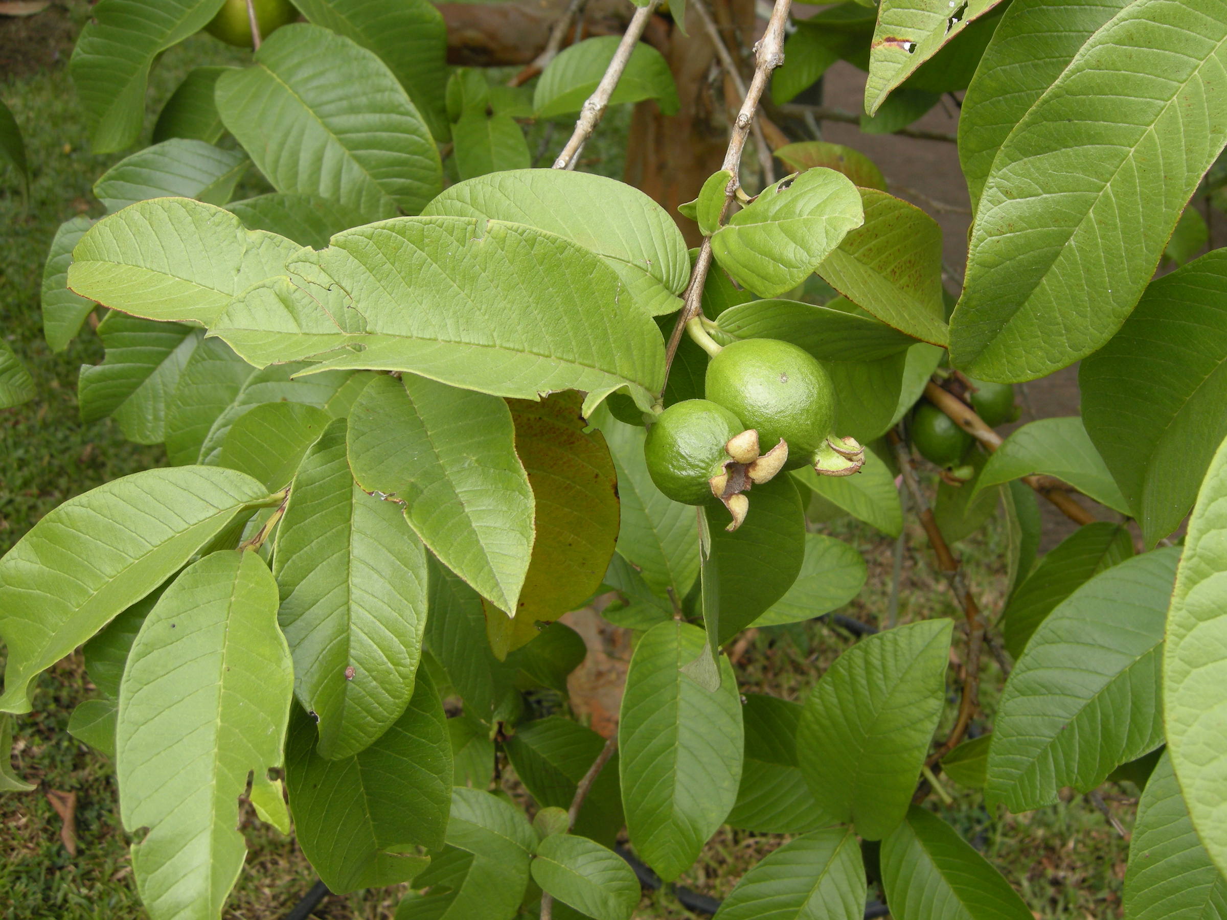 psidium_guajava5md