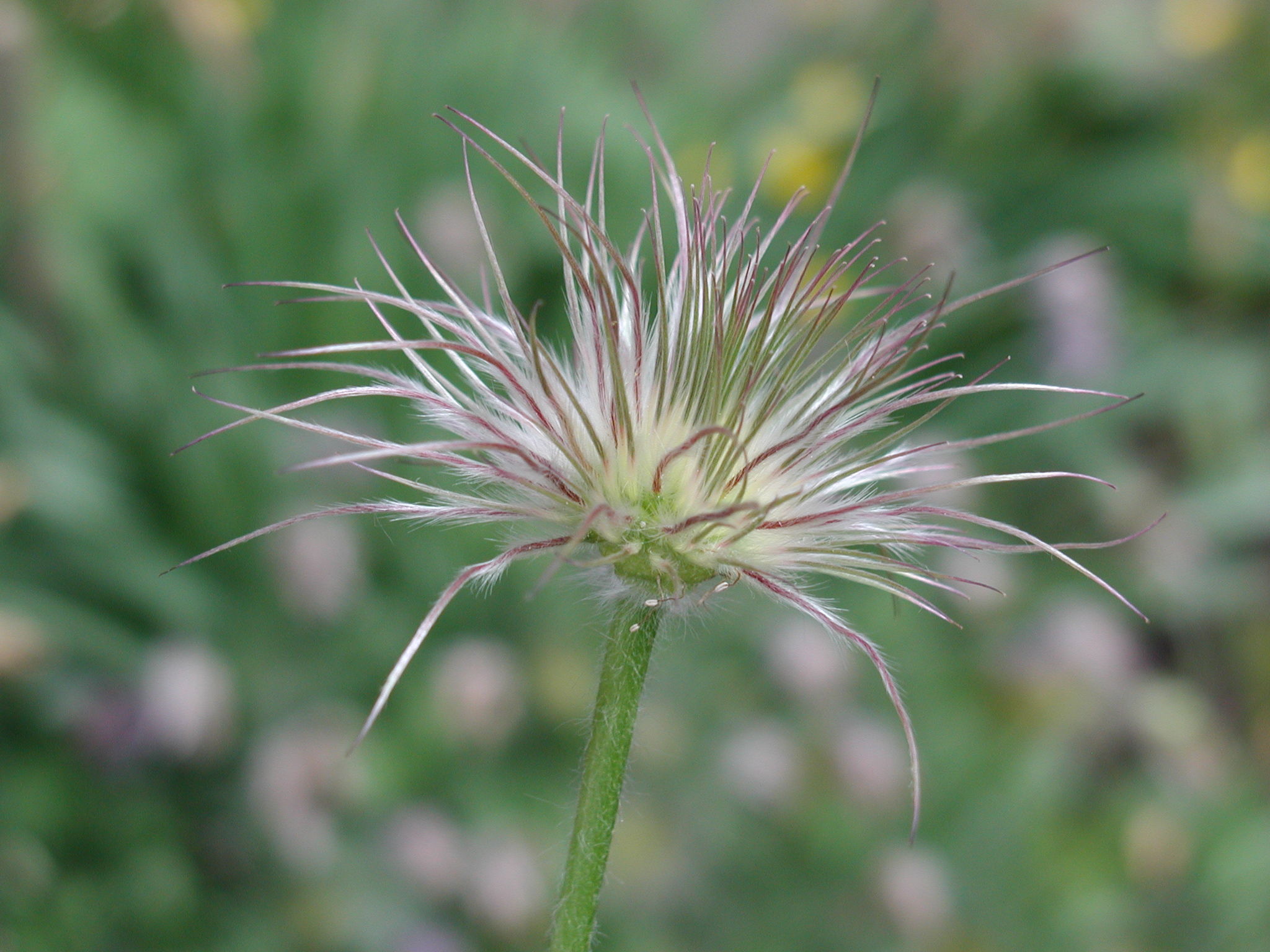 pulsatilla_vulgaris4md