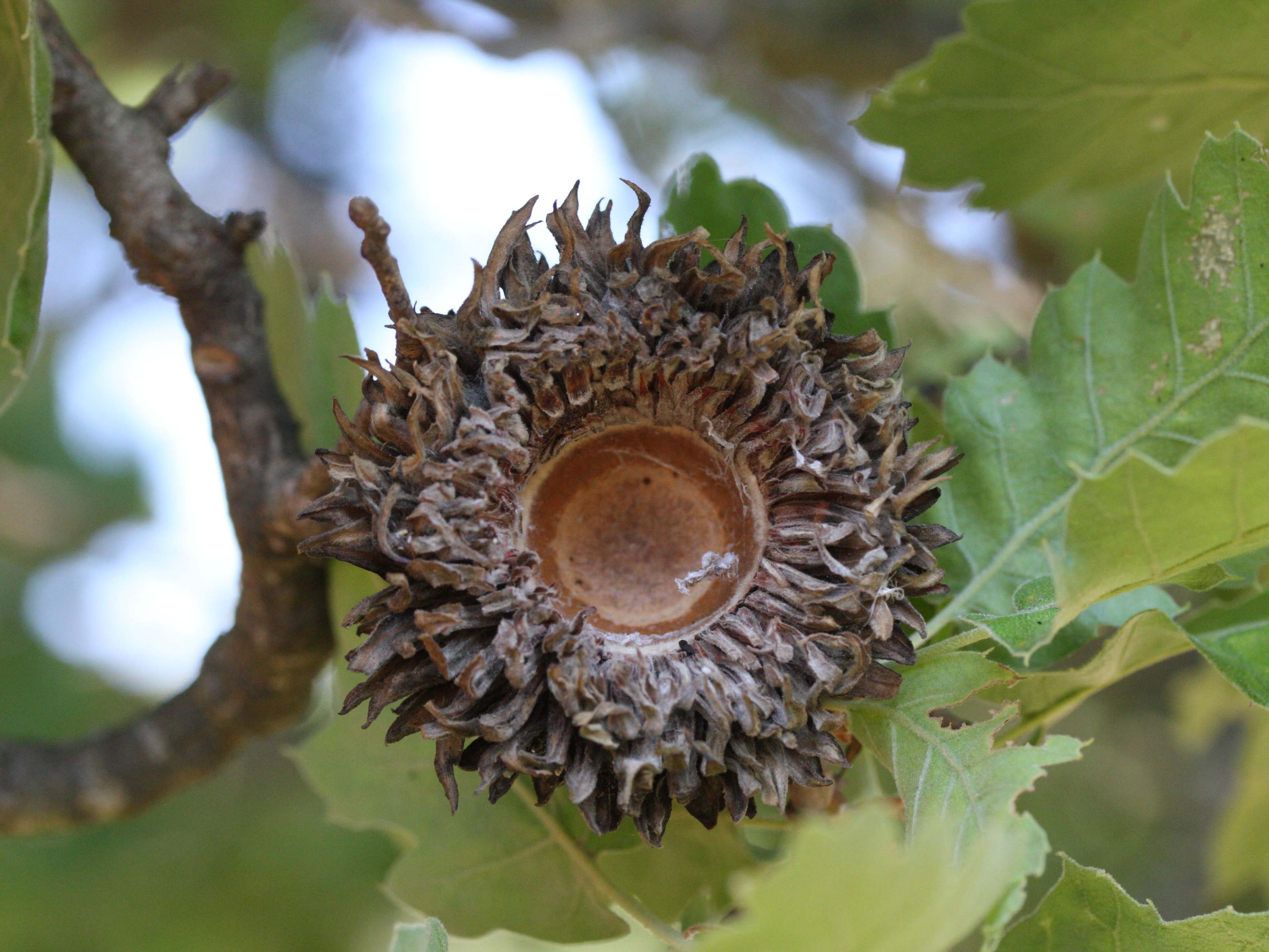 quercus_ithaburensis_macrolepis3md