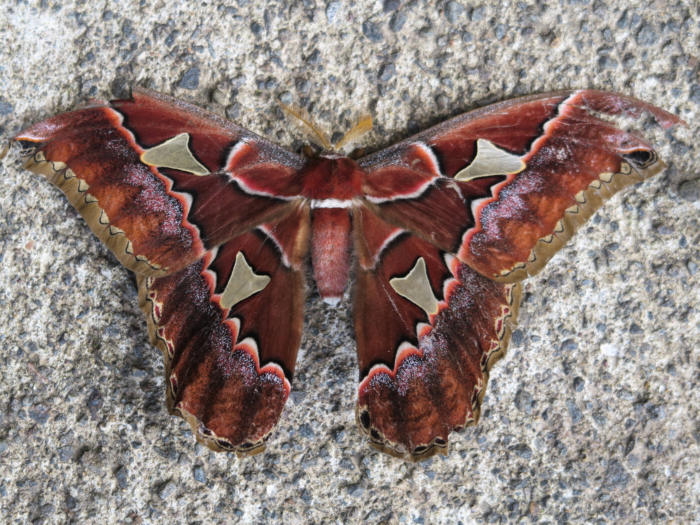 rothschildia_triloba1md