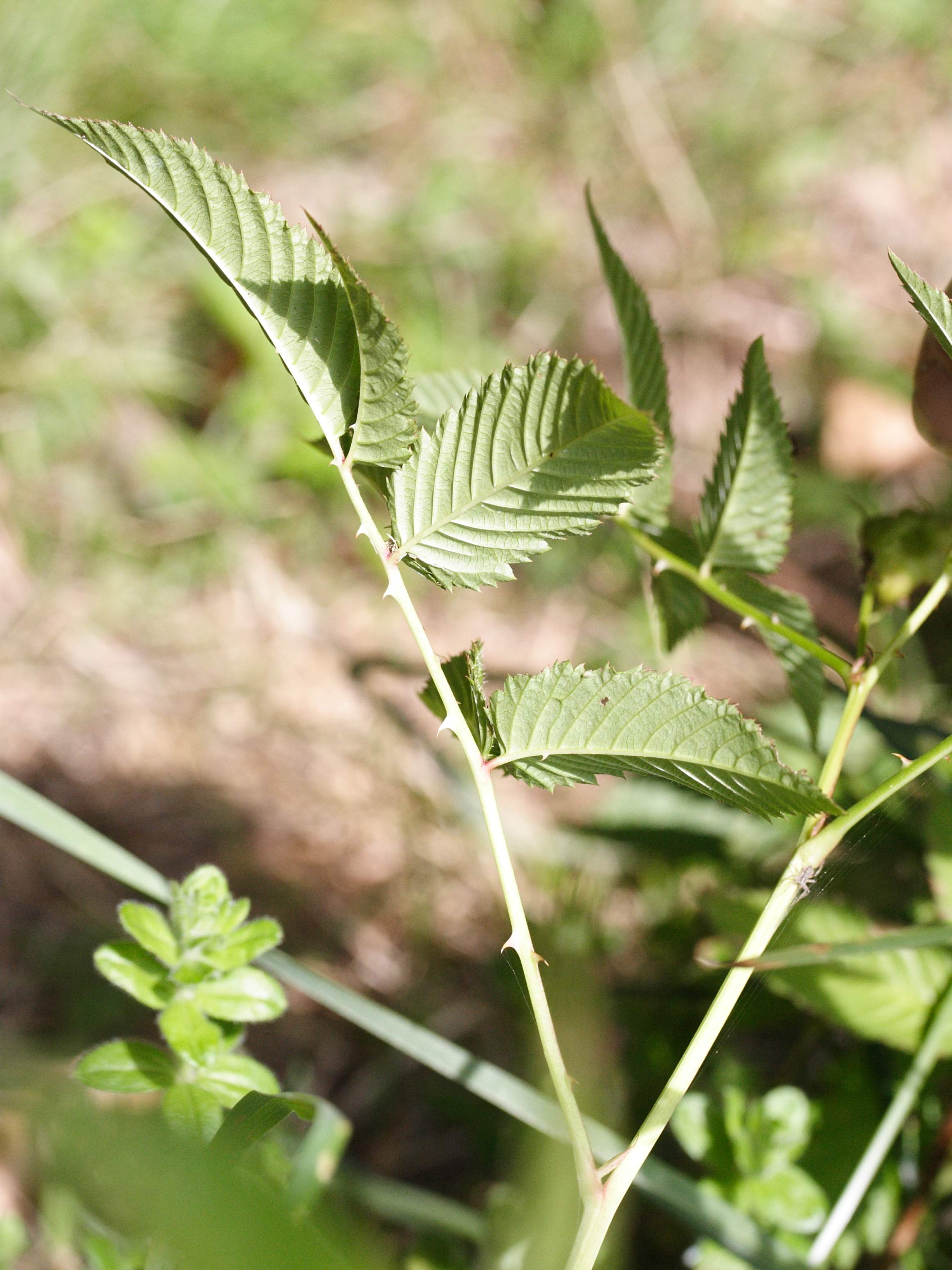 Afficher le média rubus_illecebrosus3md rubus_illecebrosus3md