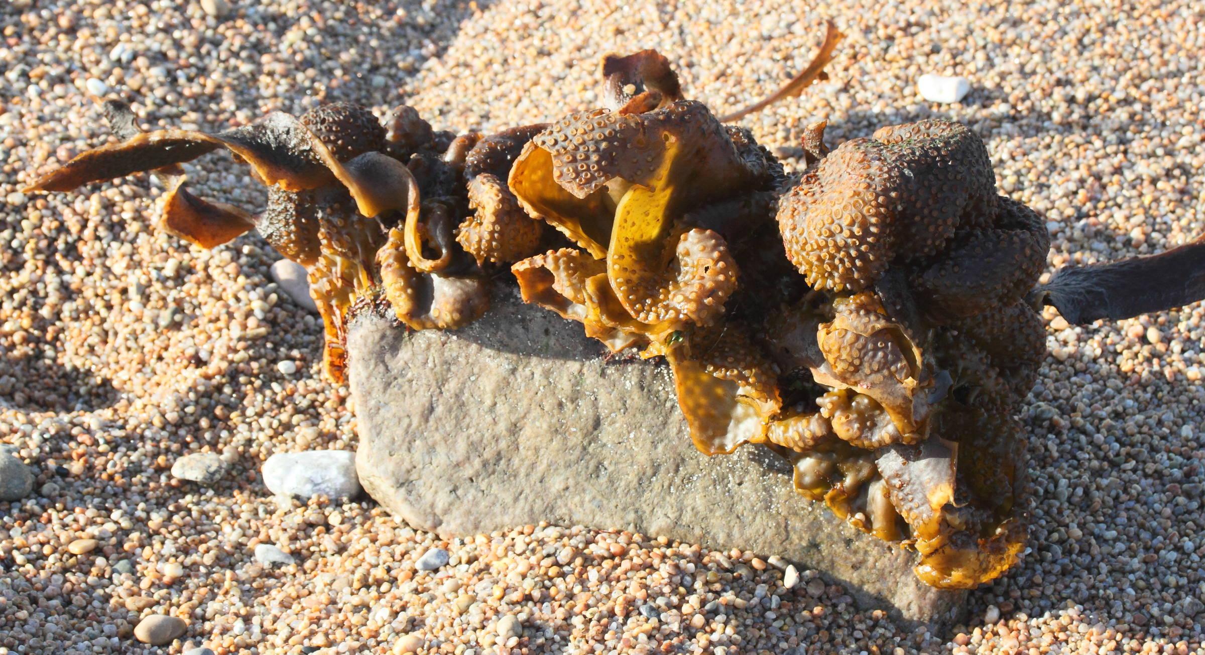 Afficher le média saccorhiza_polyschides8md saccorhiza_polyschides8md