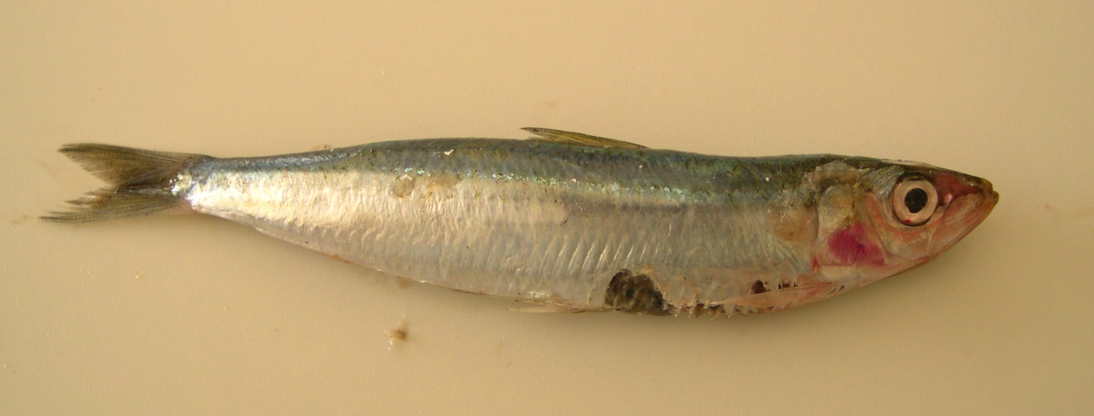 Afficher le média sardina_pilchardus2md sardina_pilchardus2md