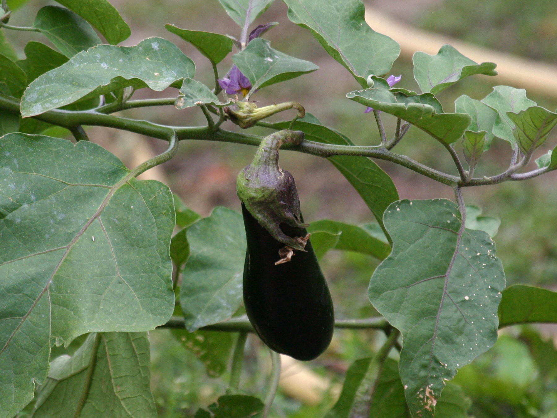 solanum_melongena2bd