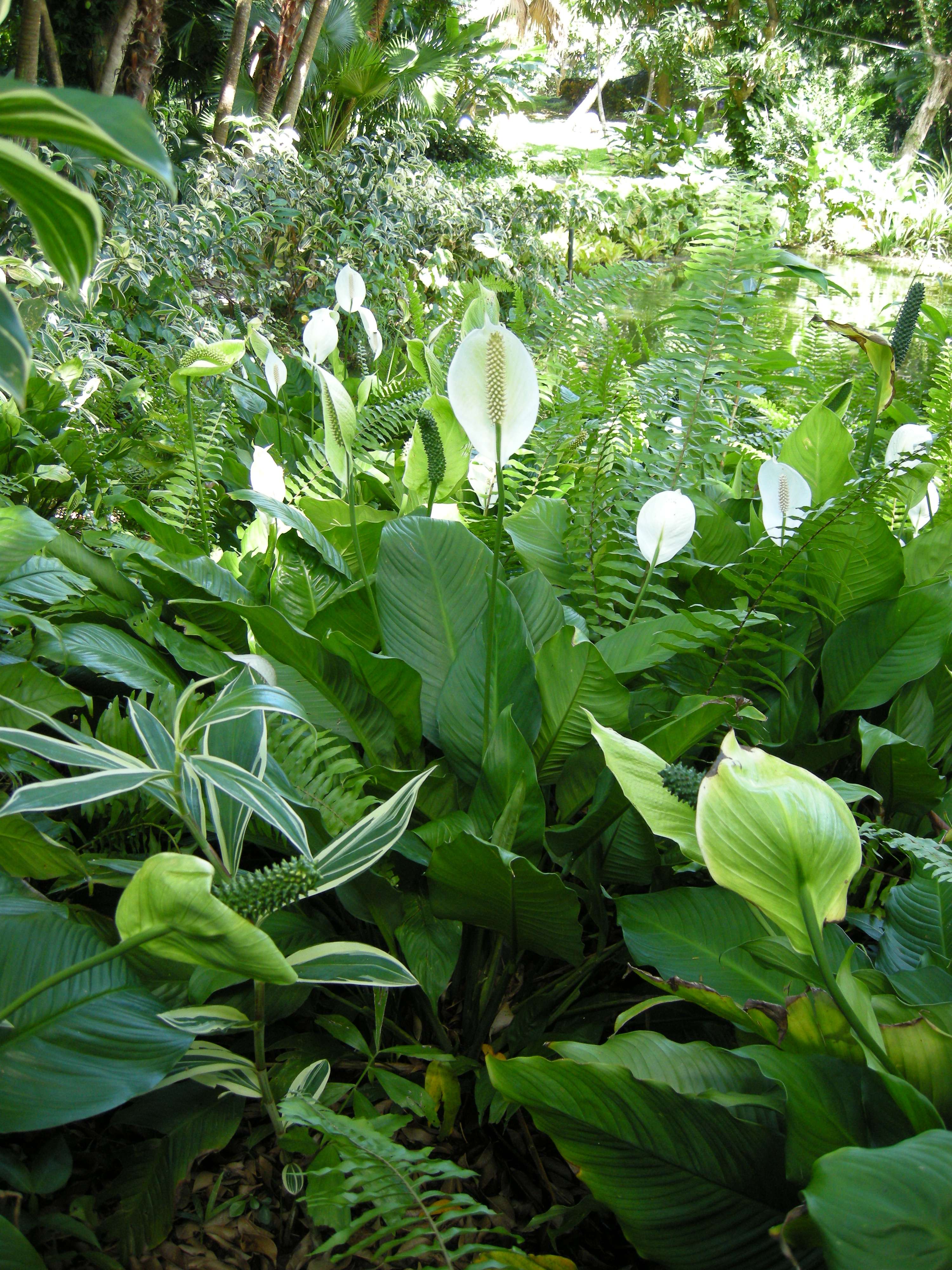 spathiphyllum_wallisii1bmd