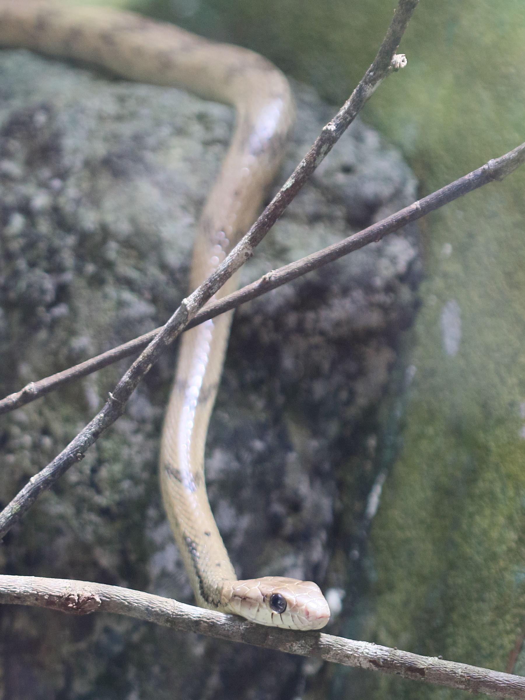 spilotes_sulphureus2bd