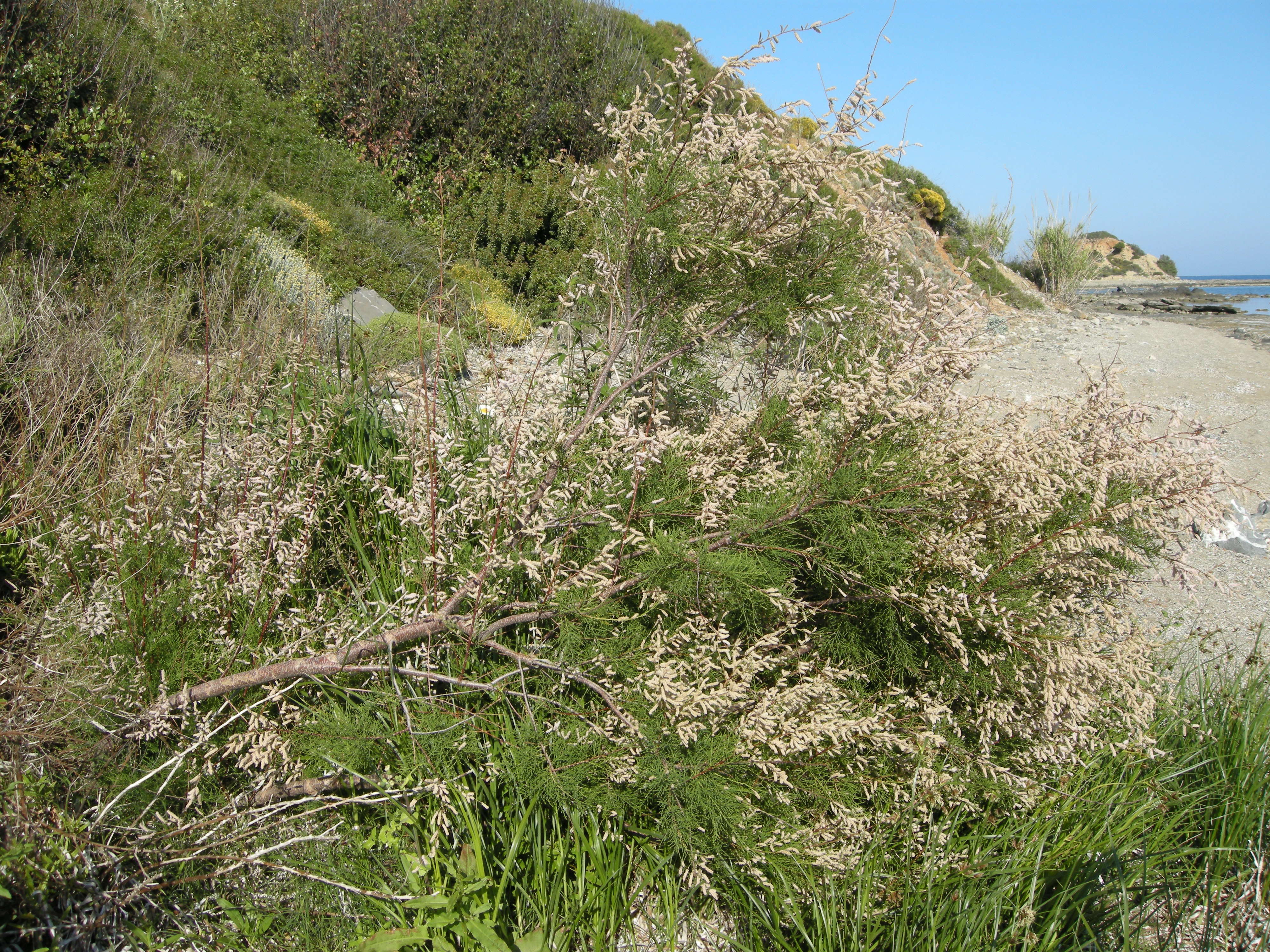 tamarix_smyrnensis1md