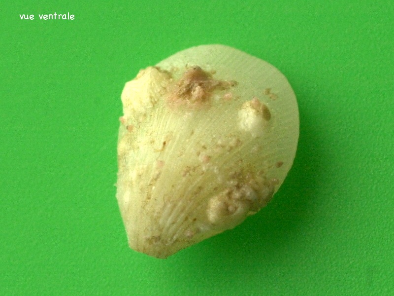 terebratulina_caput-serpentis1md